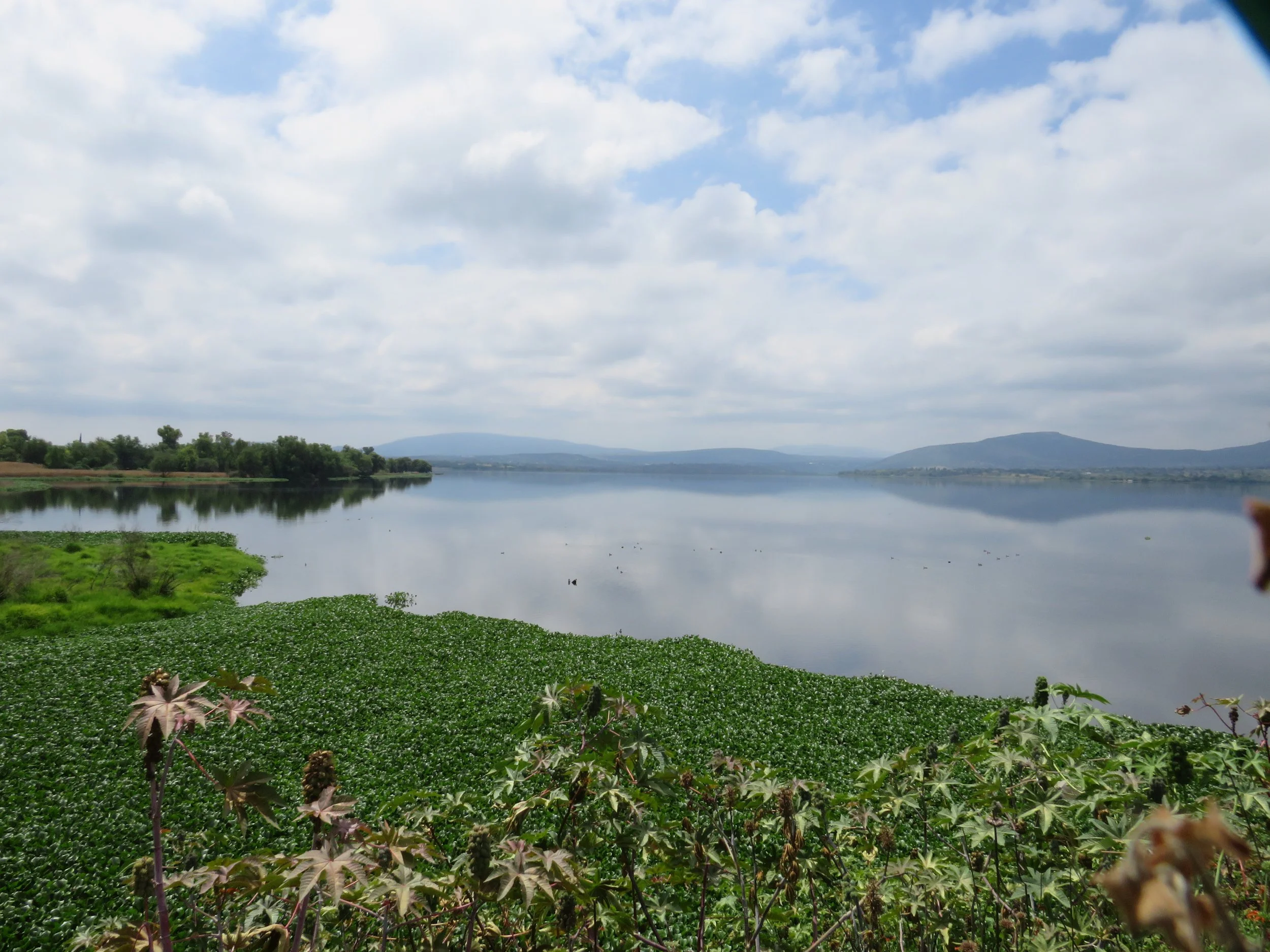 Paisaje de un lago con agua tranquila, rodeado de vegetación verde y montañas lejanas bajo un cielo nublado.