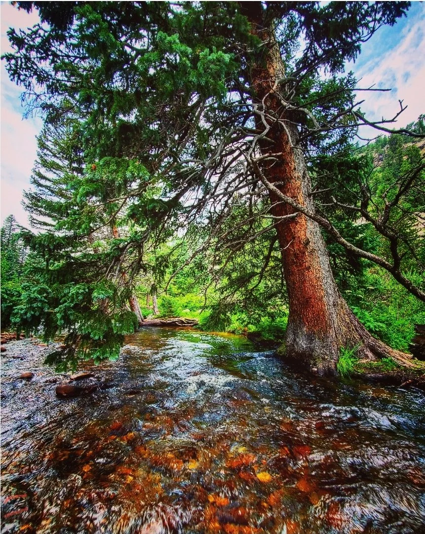 Roosevelt National Forest