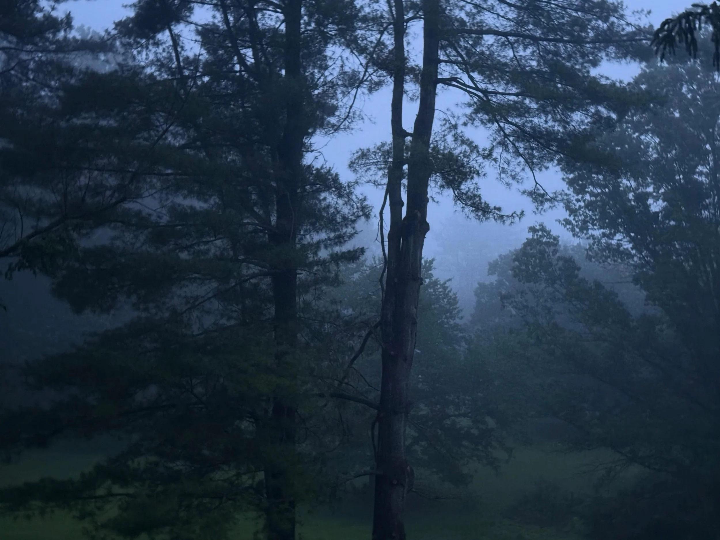 Early morning view from my bedroom window. Explains the attraction to and interest in painting misty pine.