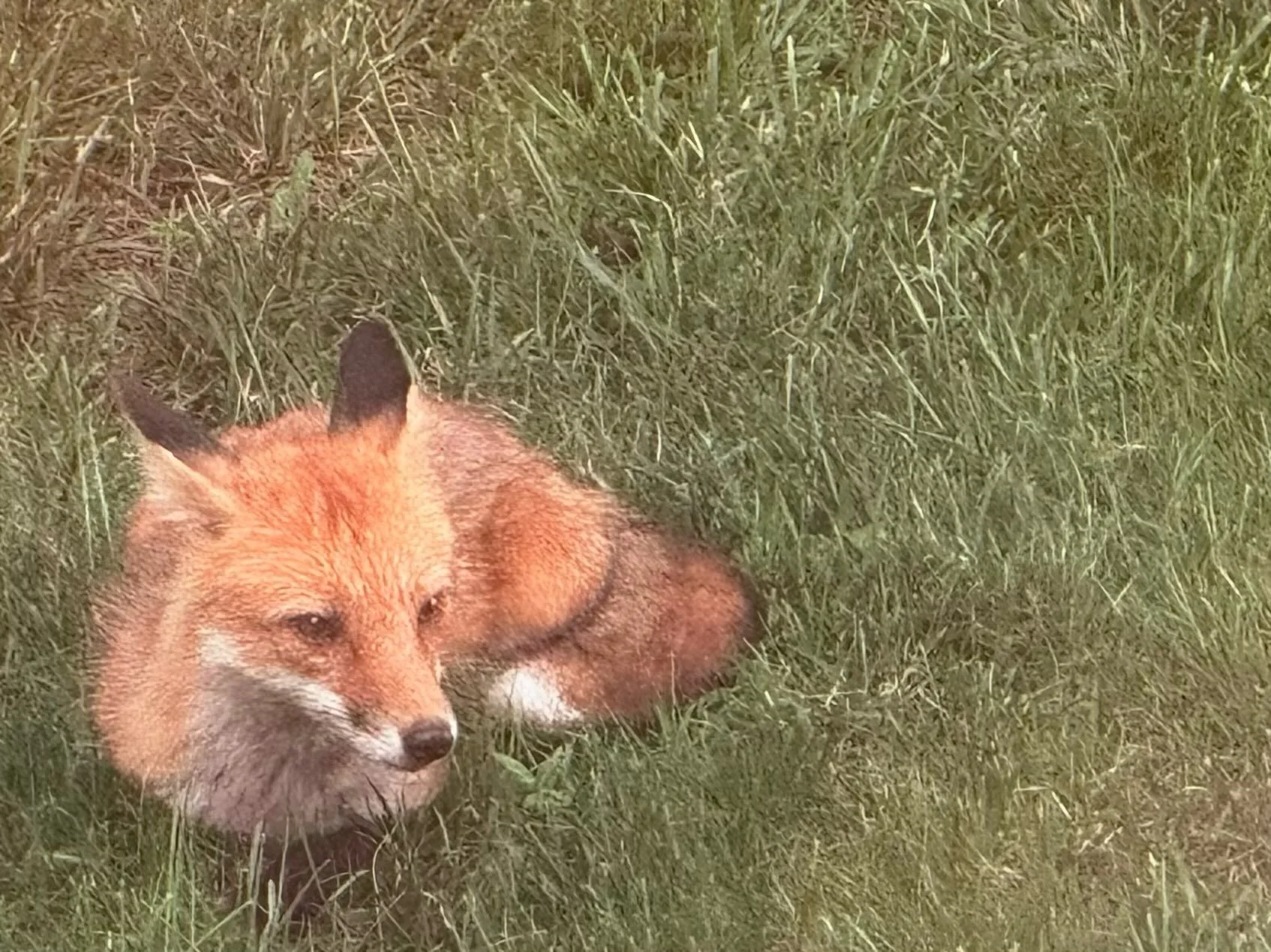 Chilling on the lawn.