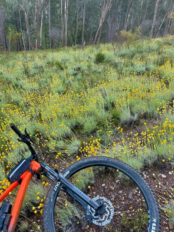 Tumut Mountain Bike Tracks in Spring
