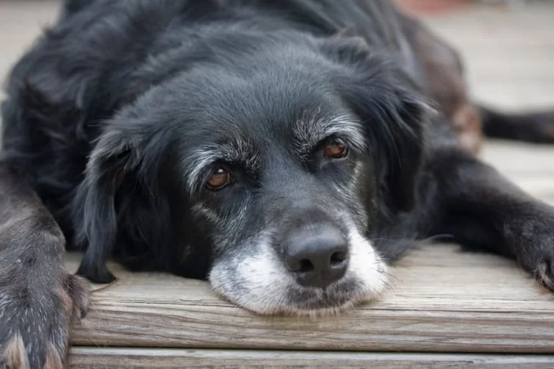 The Senior Dog: How do you navigate the senior years, treat them with dignity and honour their path and yours!&nbsp;