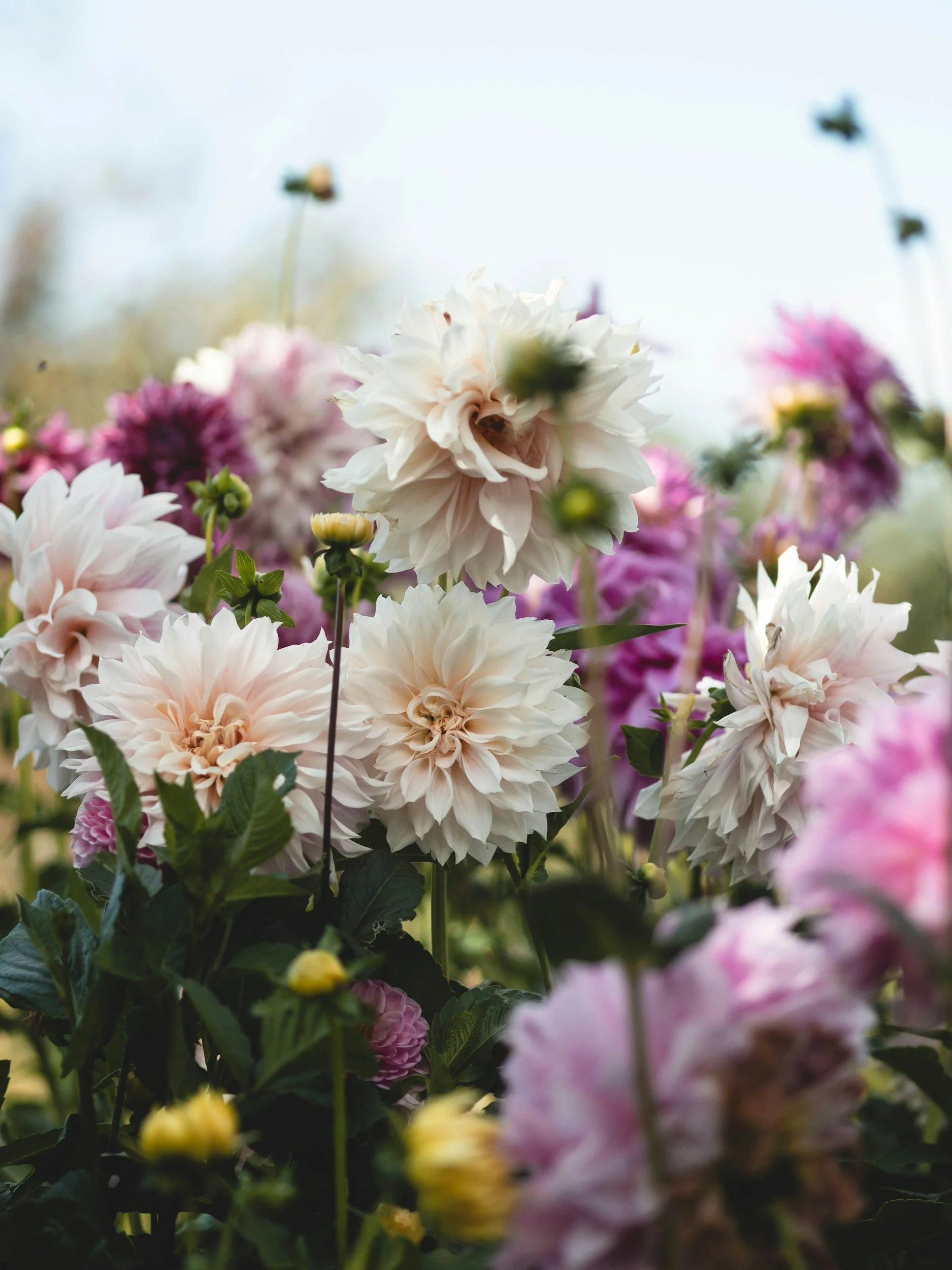 Field of pale pink and white dahlias – working with your sensitivity in IFS therapy.