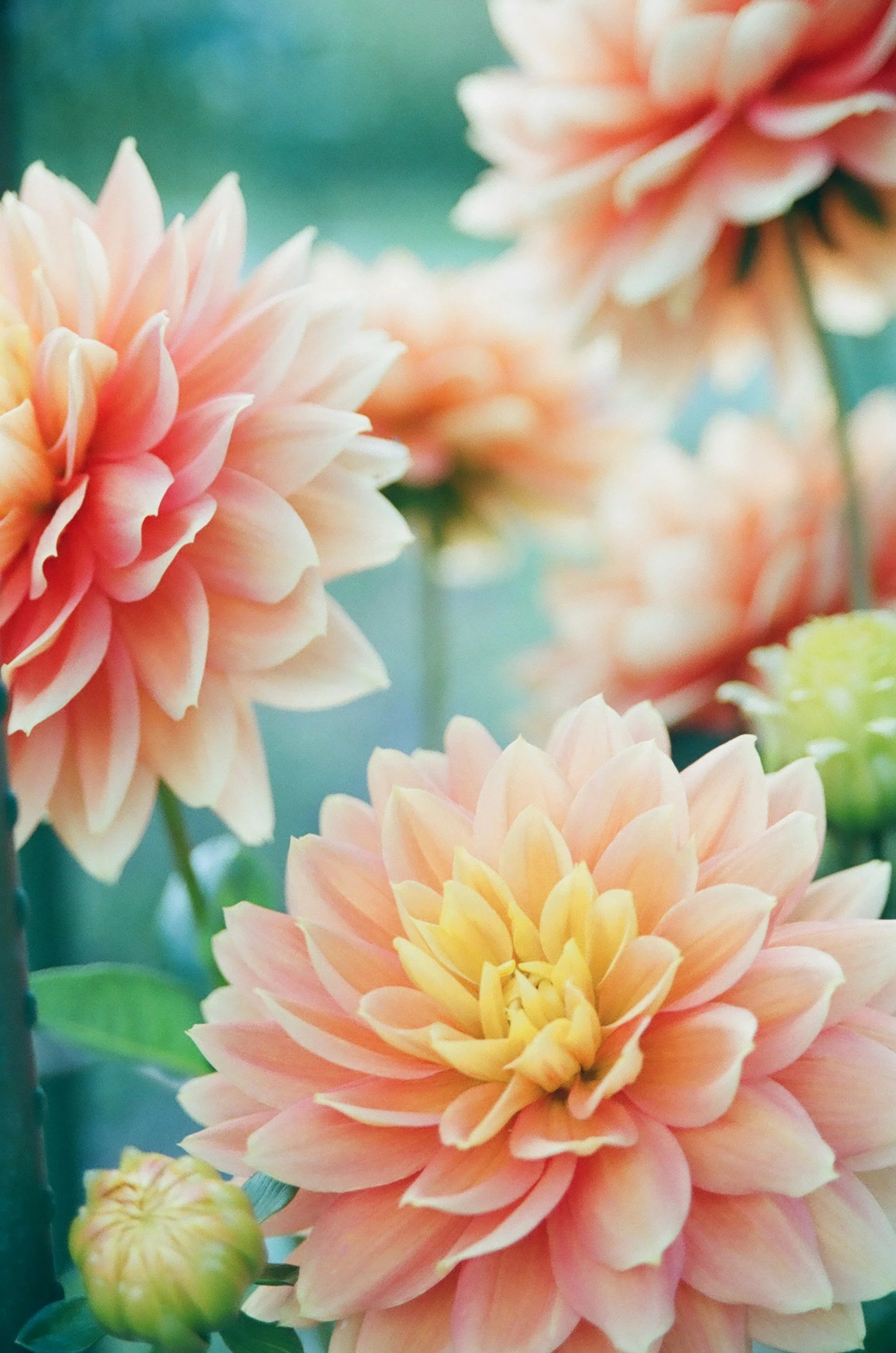 Soft peach and coral dahlias in bloom – IFS therapy for highly sensitive people (HSPs).
