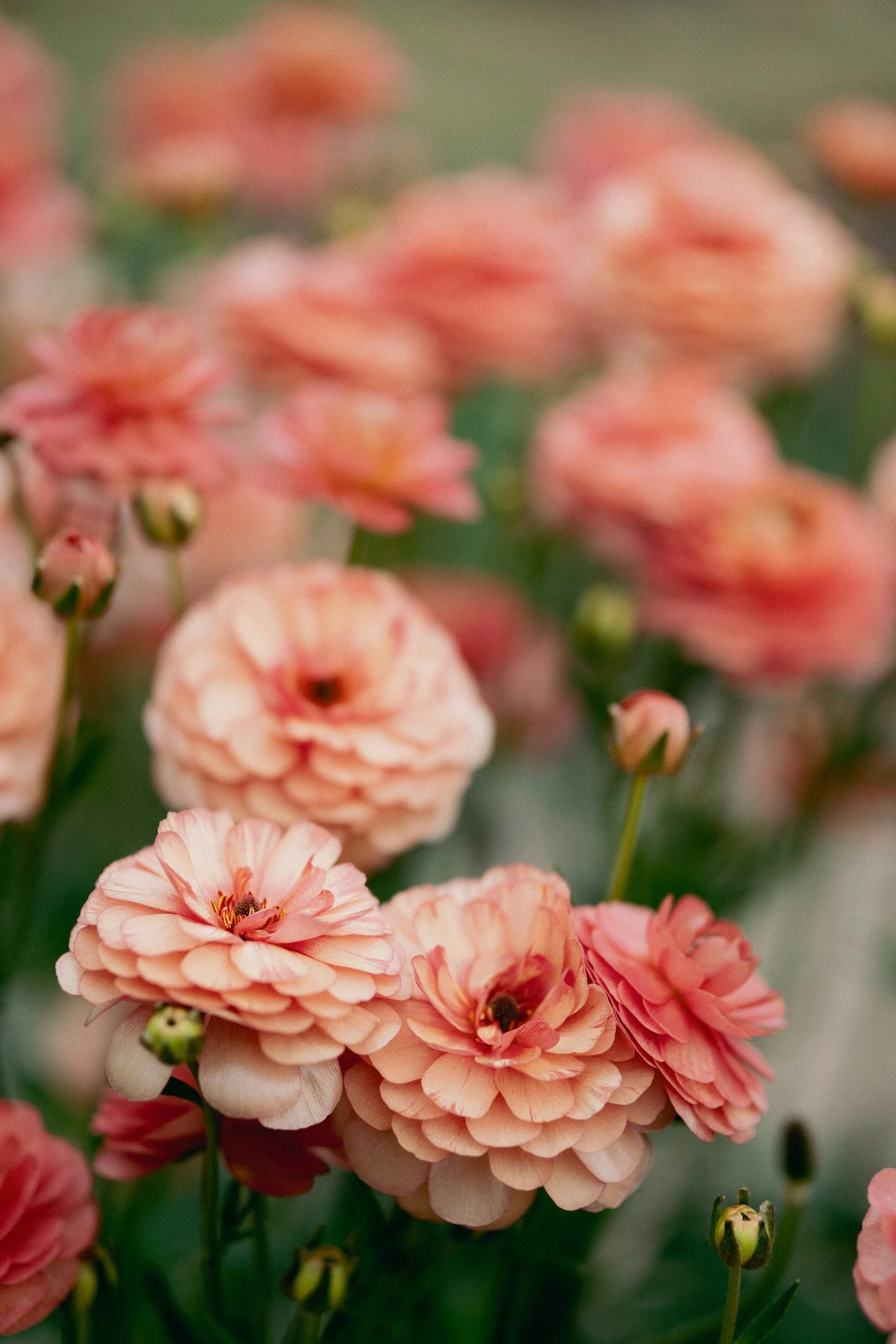 Peach ranunculus flowers in bloom – IFS therapy for autistic adults.