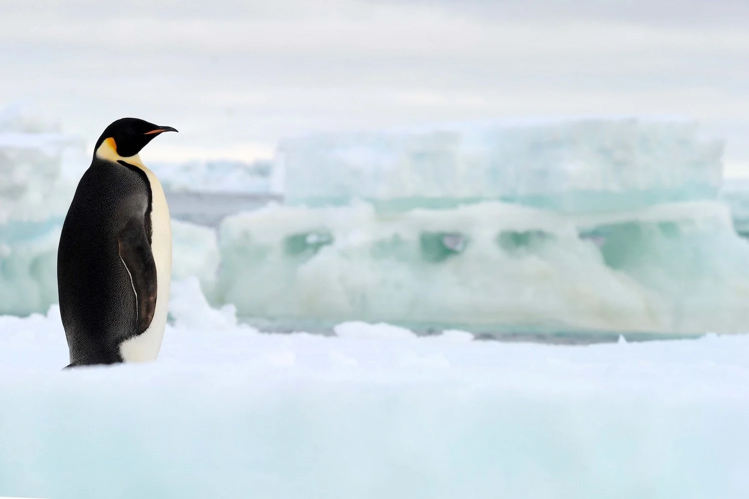 “Antarctica Experience”: un viaje inmersivo al Polo Sur