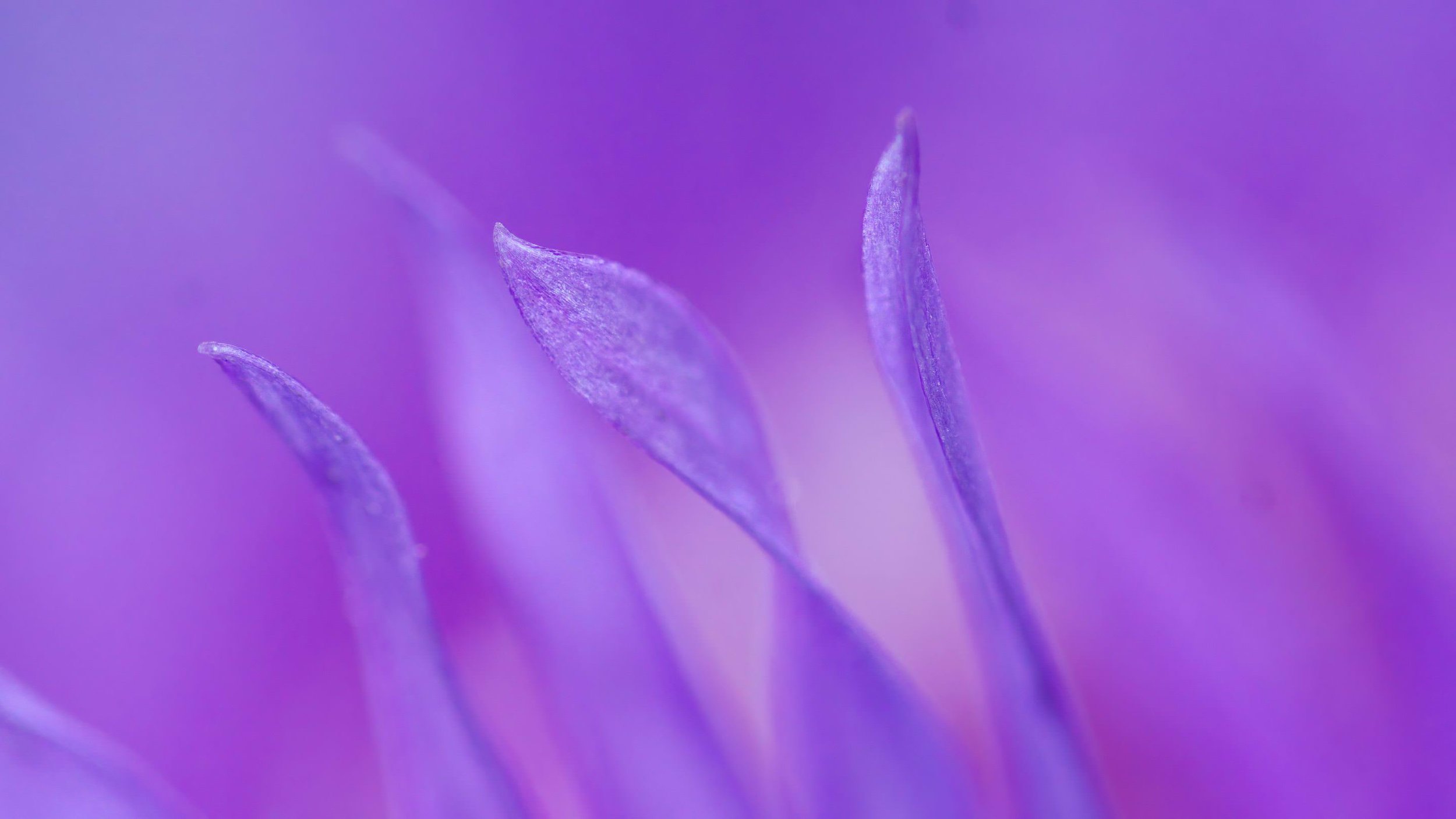La photographie & le violet