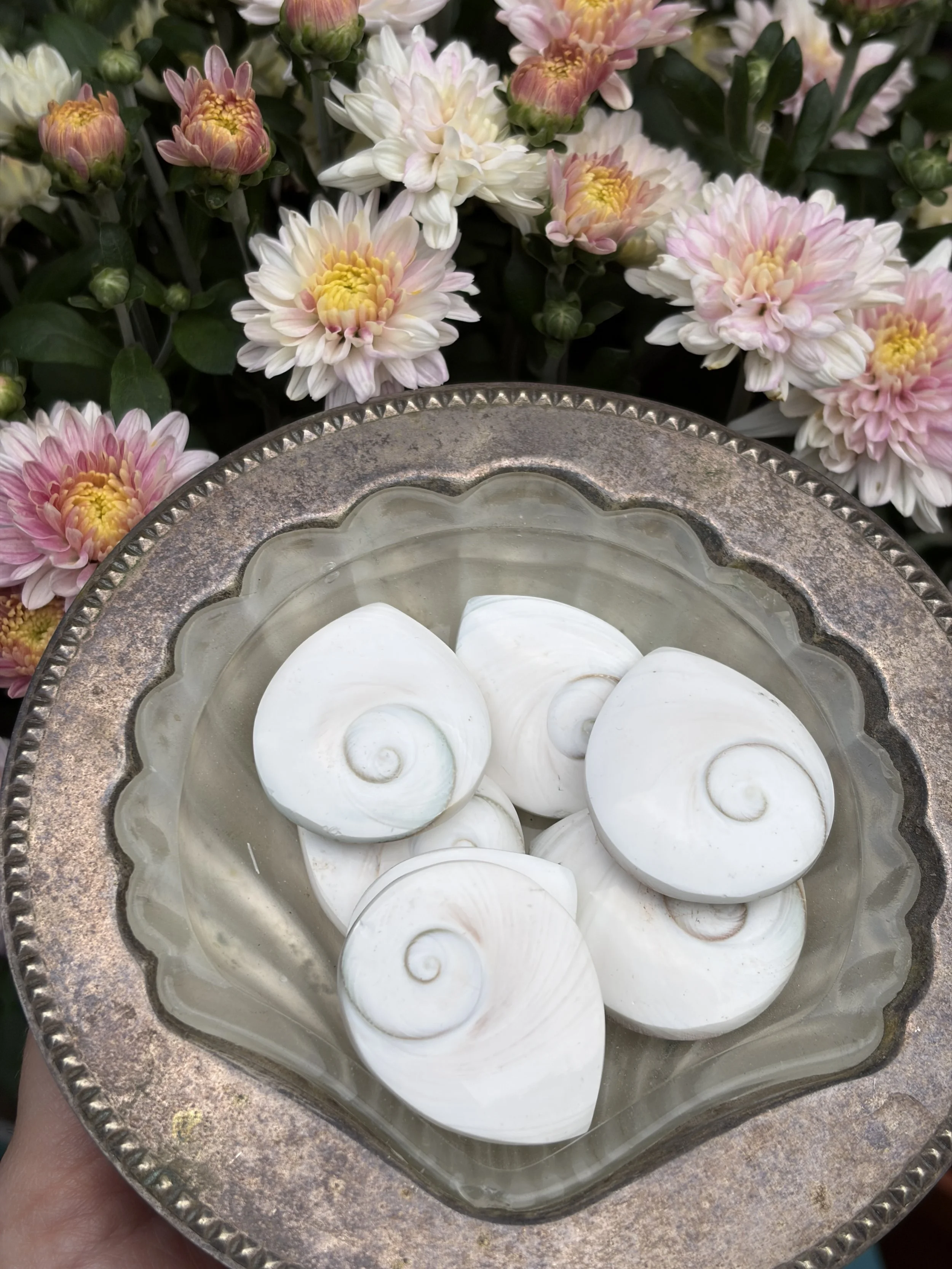 Shiva Shells