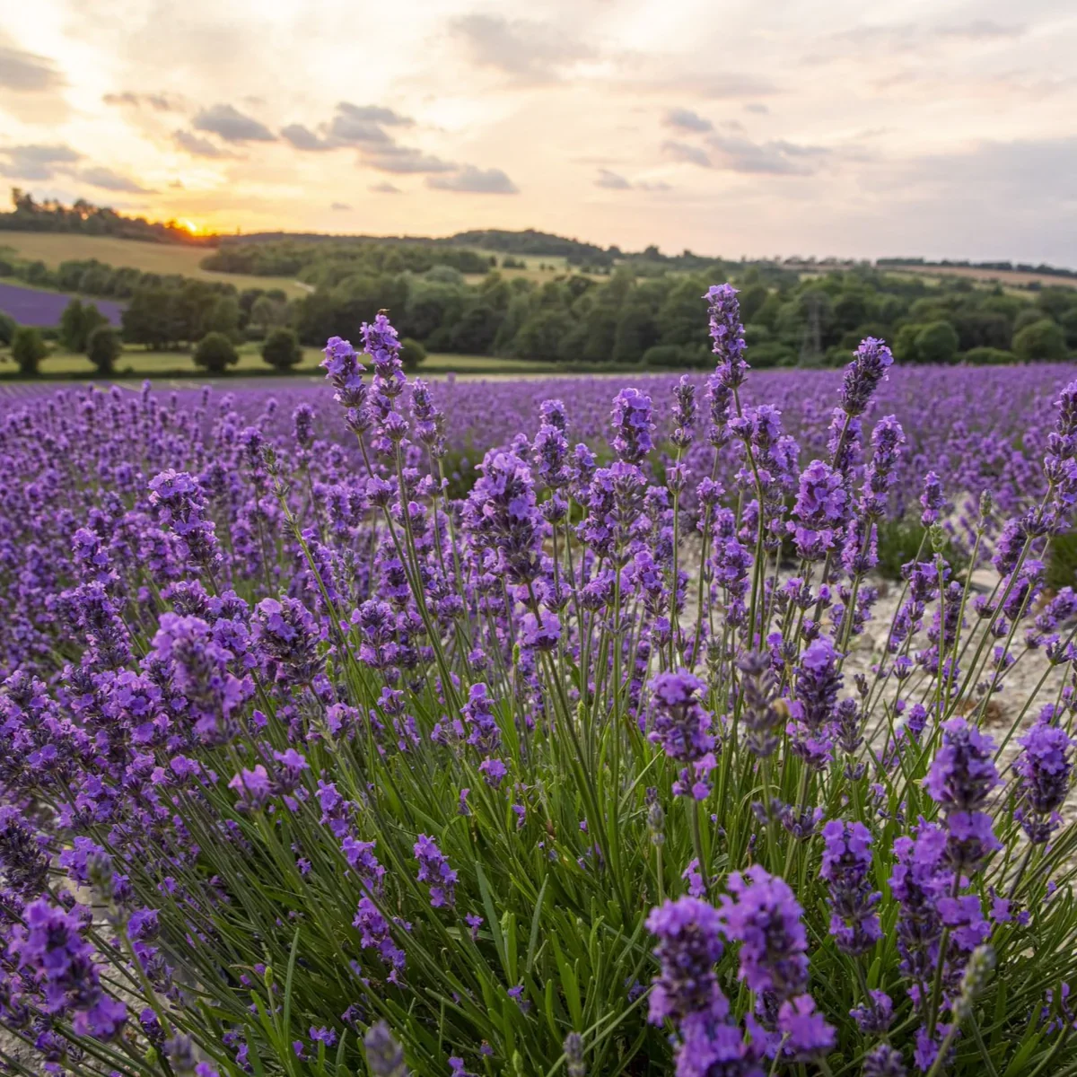 CastleFarm_Lavender_Fields_006_1200x.webp