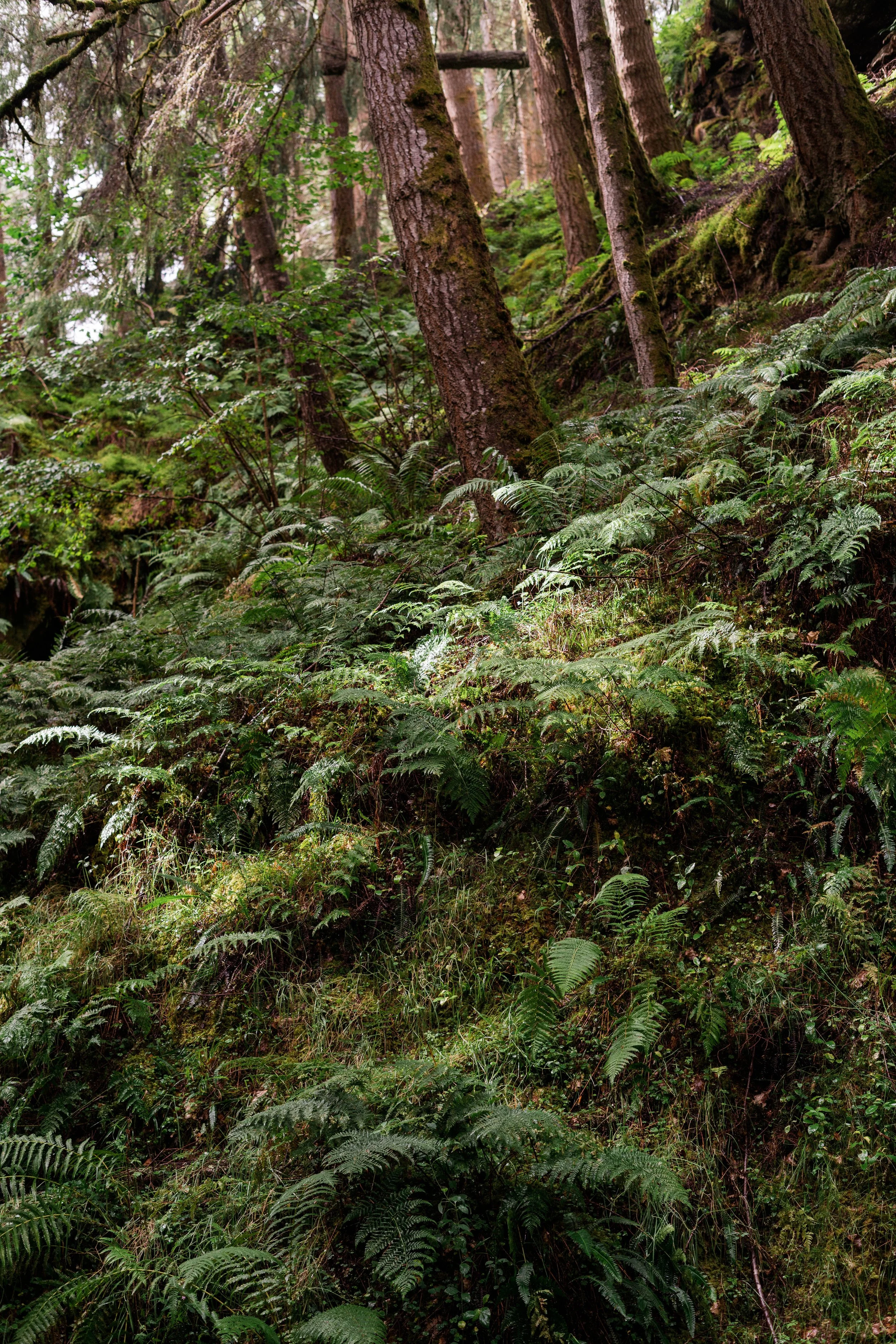 Dense forest with moss-covered trees and ferns