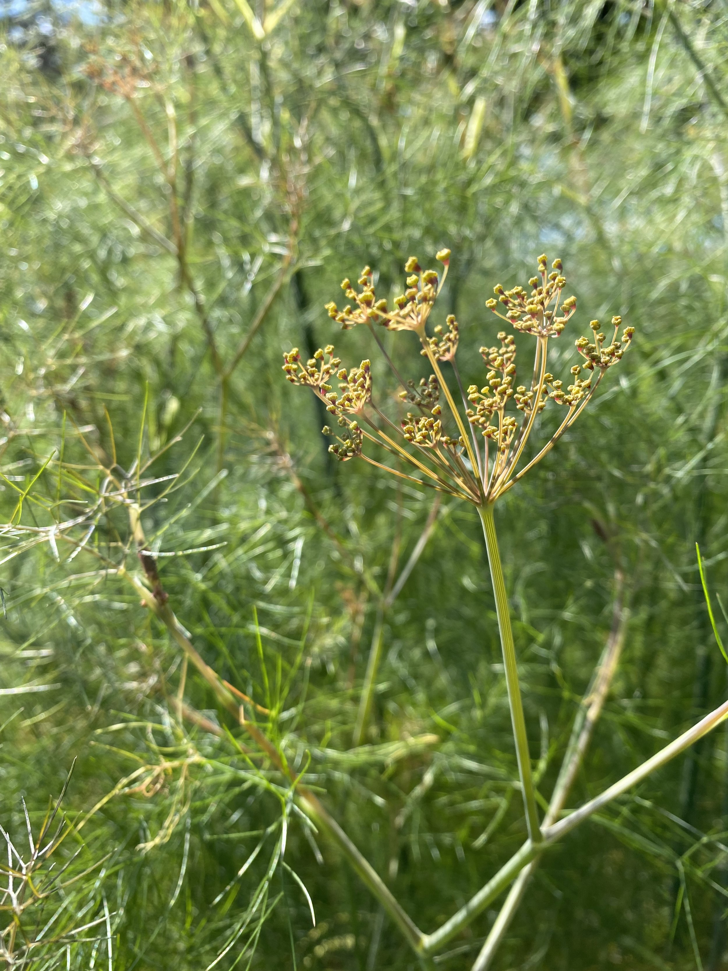 Fennel close up.jpeg