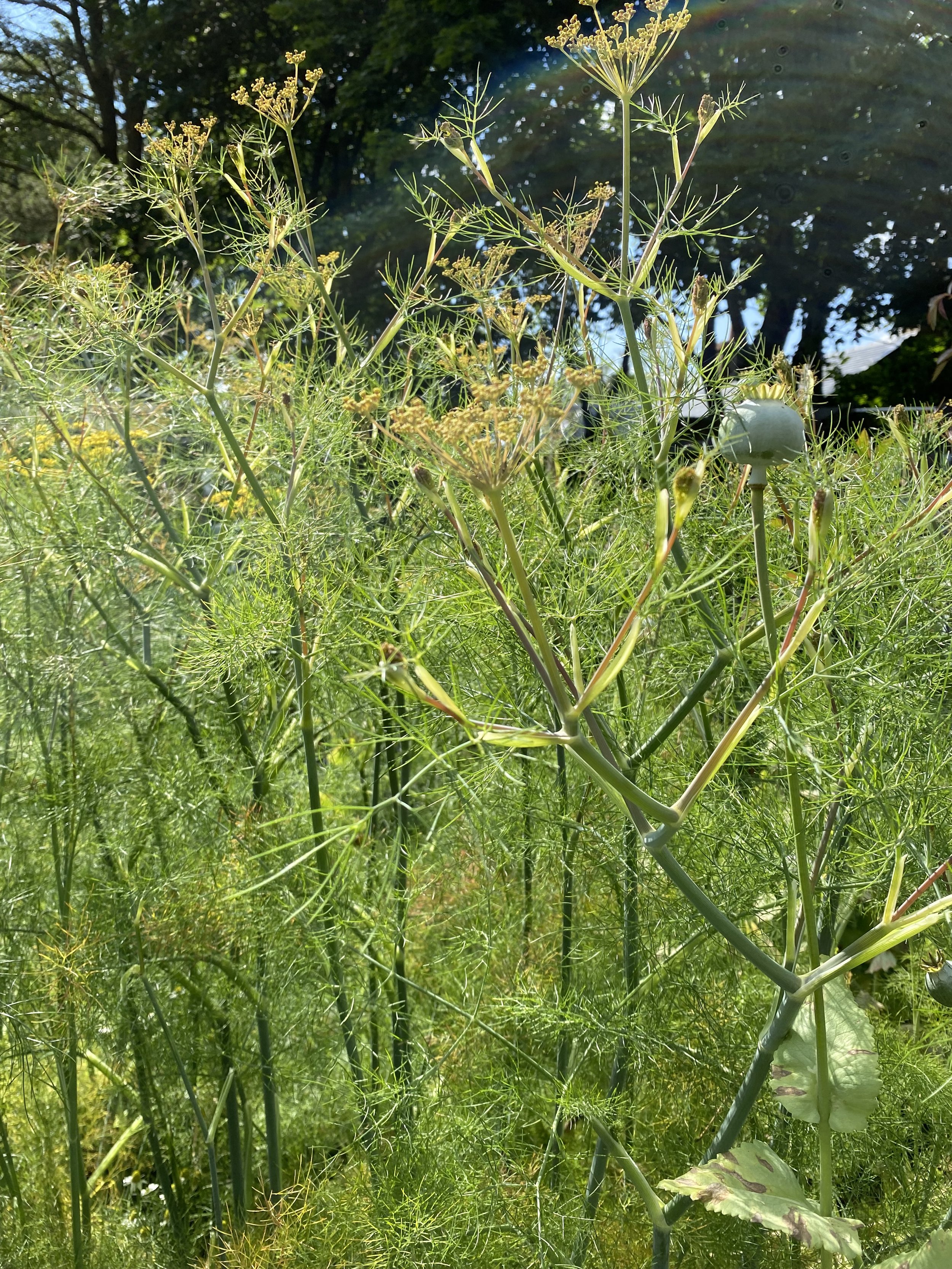 Fennel 1.jpeg