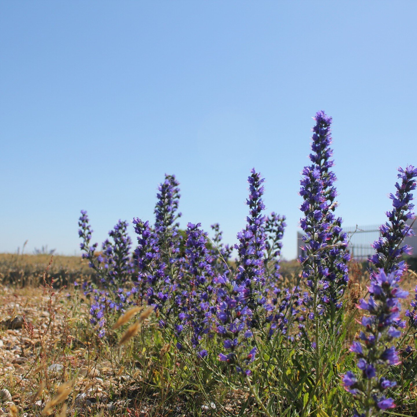 Viper's bugloss growing in the shingle in Dungeness, Kent. On a trip to see filmmaker Derek Jarman's garden in 2019, we also spent time wandering around the surrounding shingle beach and nature reserve. Sea kale, viper's bugloss, poppies, a colourful