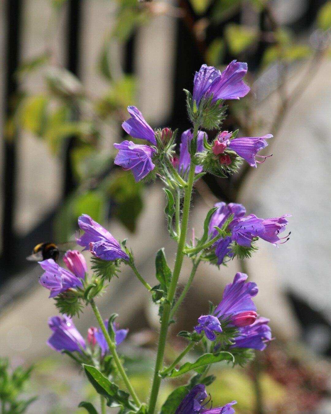 Viper's bugloss &ndash; Echium vulgare &ndash; growing in a wildflower trough. This nectar-rich native wildflower also makes a gorgeous and valuable garden bloom. Mix it in with other tall herbaceous flowers or create a wildflower area in your garden