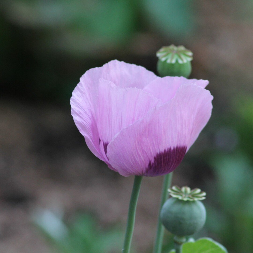 This is definitely poppy week. Here's another gorgeous poppy in a client's garden, grown from seed she'd collected. 

Once the petals eventually fade, the pepper-pot seed heads remain. They're lovely on their own, but they're also ripening next-year'