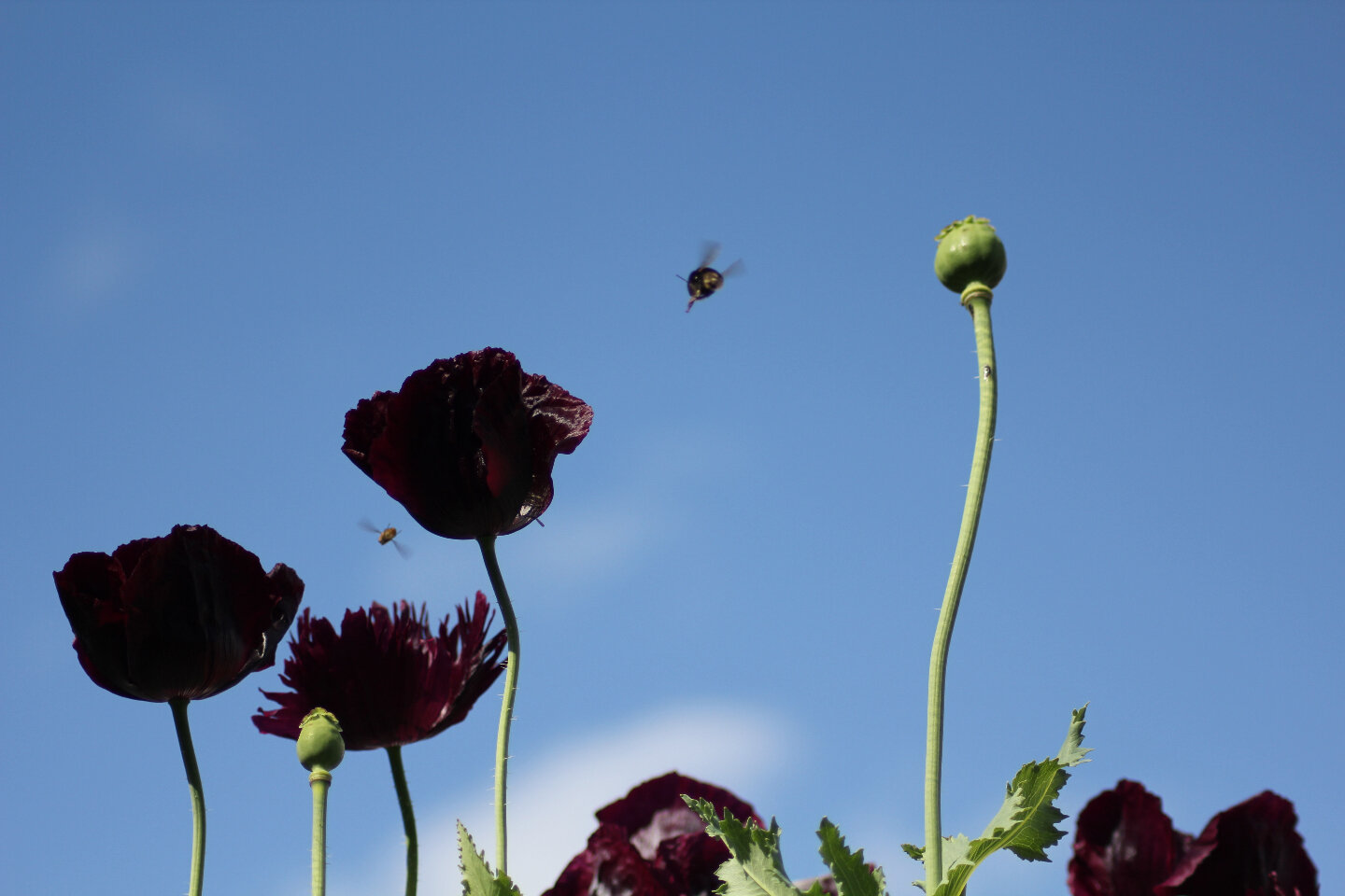 What plants hold a special place in your memory? For me, it is poppies, because they were my aunt's favourite flower. That inspired the name of our wee company &ndash; papaver is the botanical name of the poppy genus. 💜

 🌱 Plants are story keepers