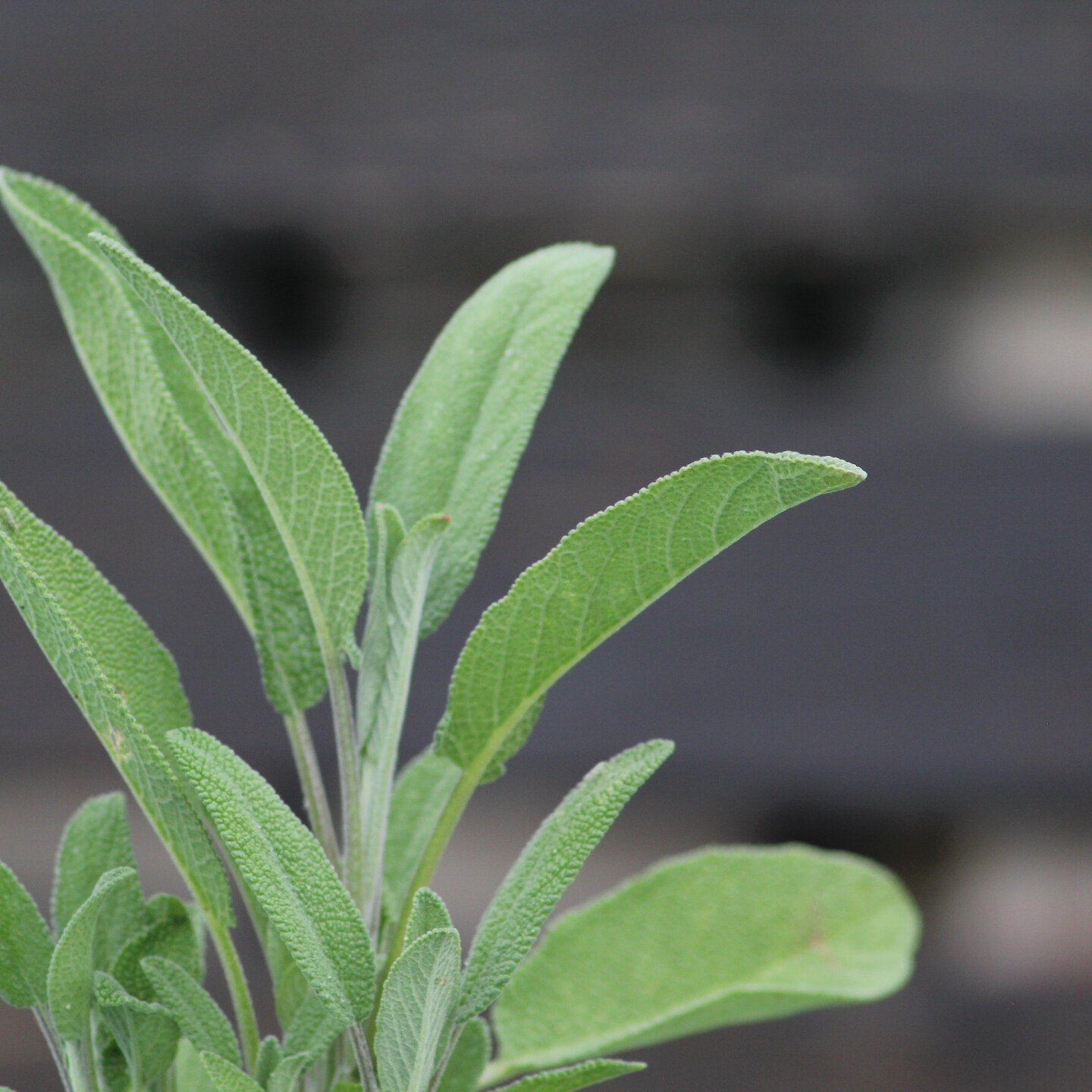 Herb sale 🪴 Tomorrow at the Argyll Gardens market in Dunoon, @GrowFoodGrowDunoon has a stall. They'll be selling a range of plants, including some herbs. 

@DunoonPresents, Argyll Gardens, Saturday, 10am to 3pm, 

Remember to bring a bag and some ch