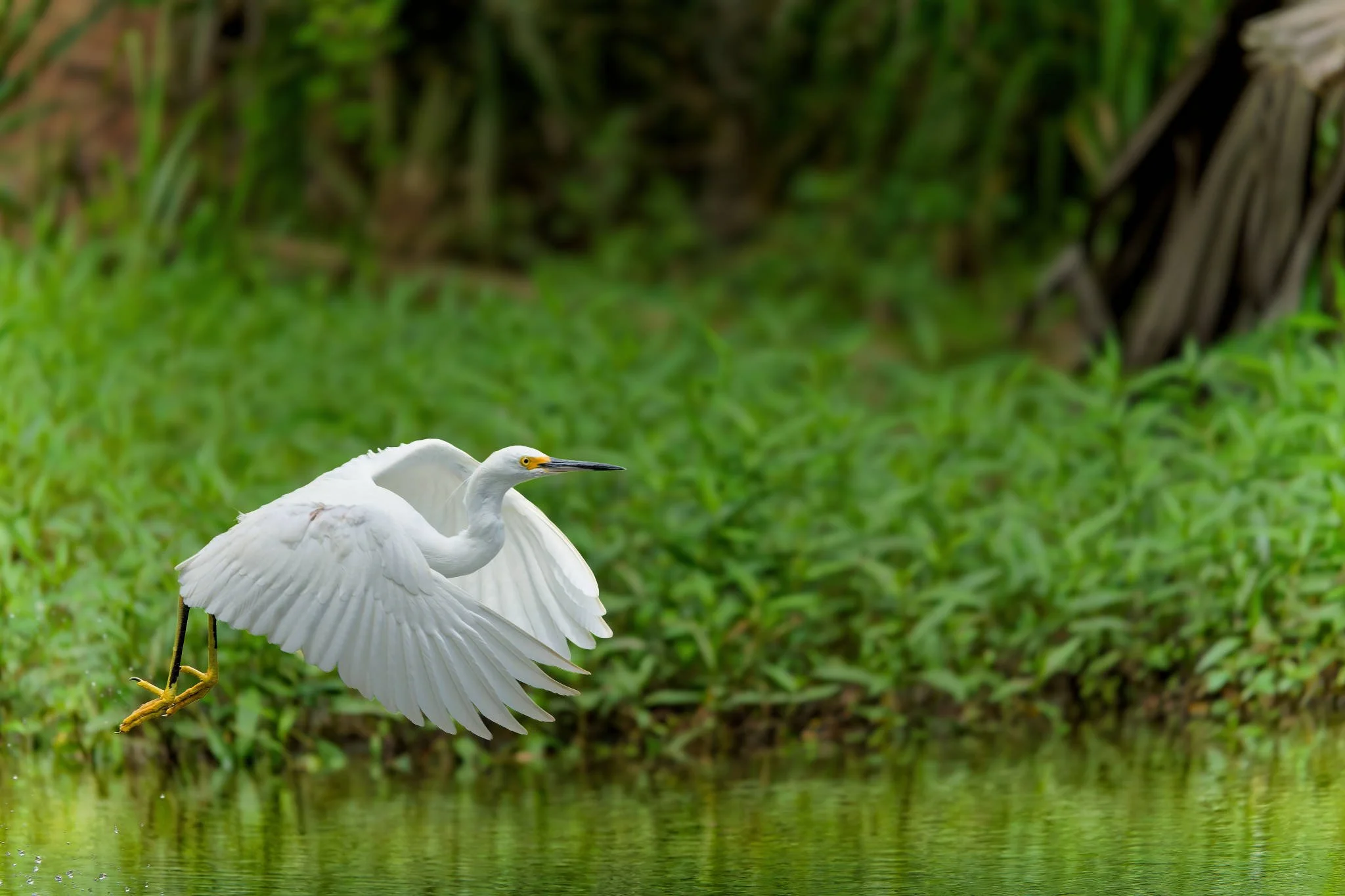 Wildlife Photography Charleston, SC