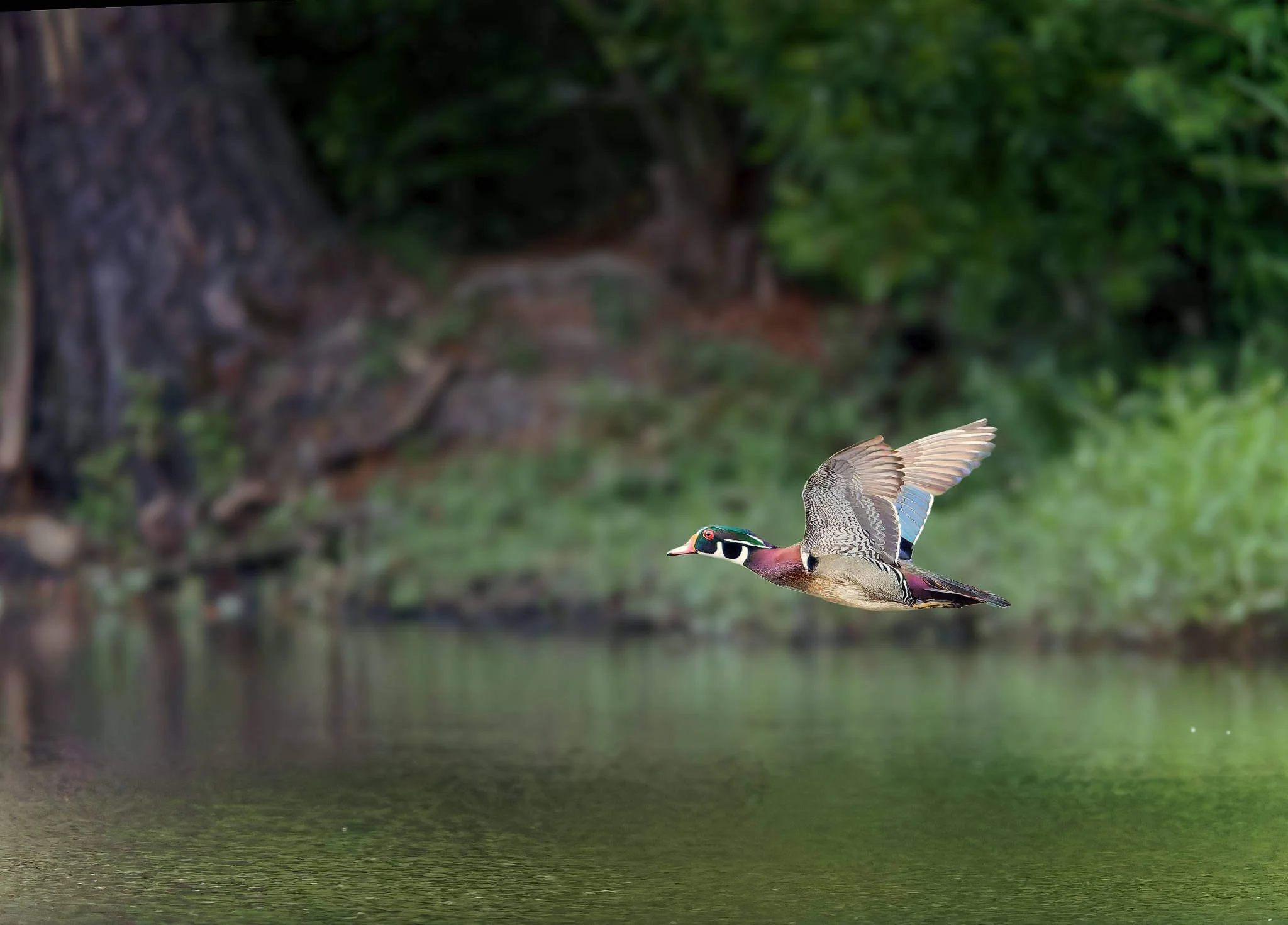 Wildlife Photography Charleston, SC