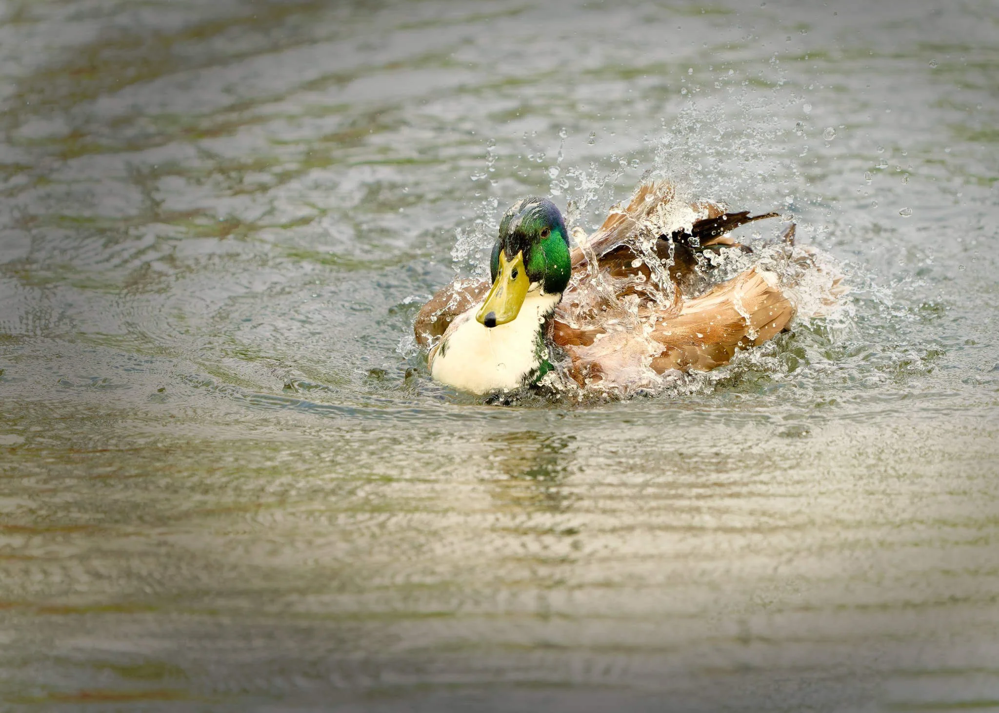 Wildlife Photography Charleston, SC