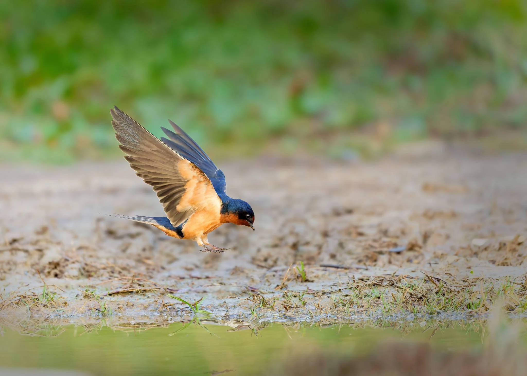Wildlife Photography Charleston, SC