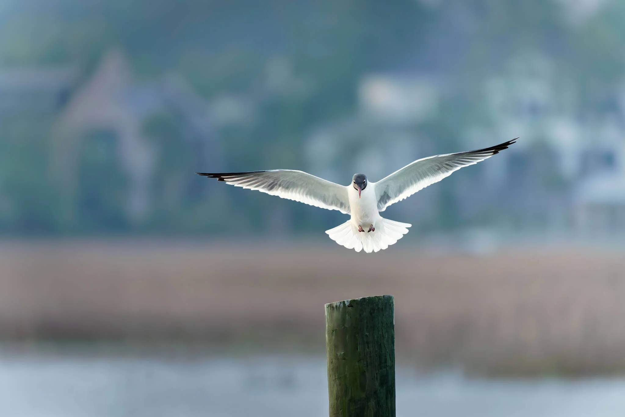 Wildlife Photography Charleston, SC