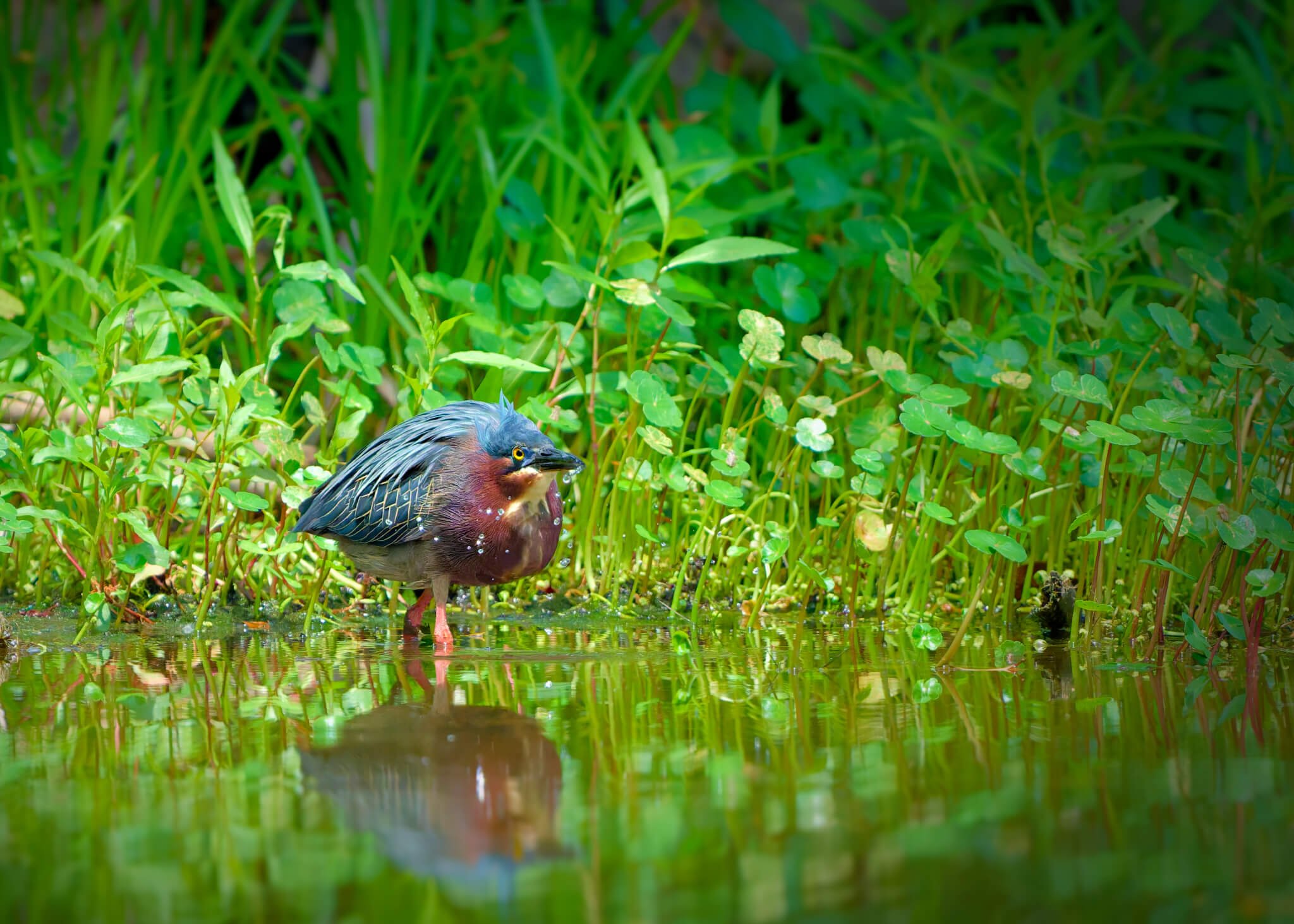 Wildlife Photography Charleston, SC