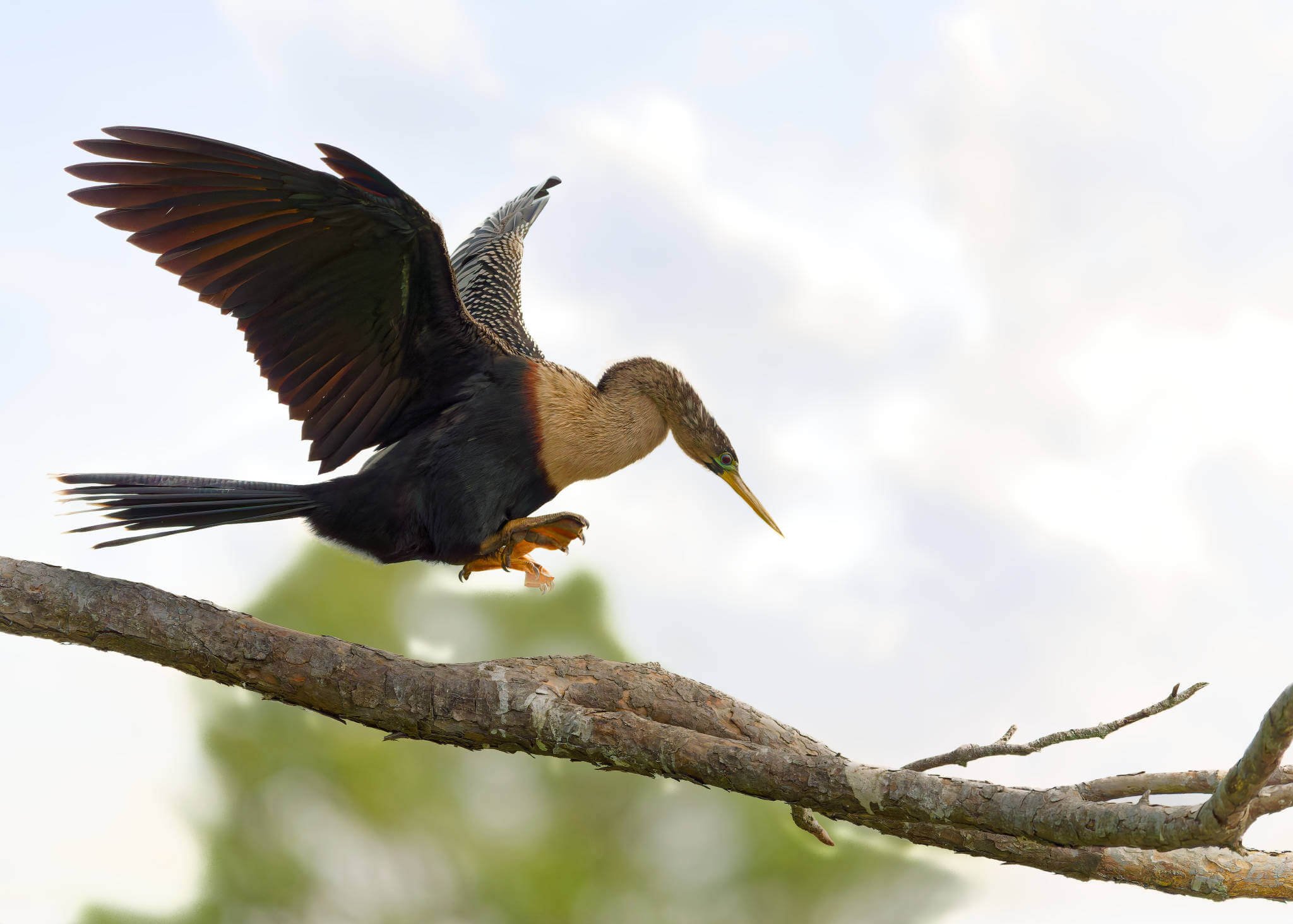 Wildlife Photography Charleston, SC