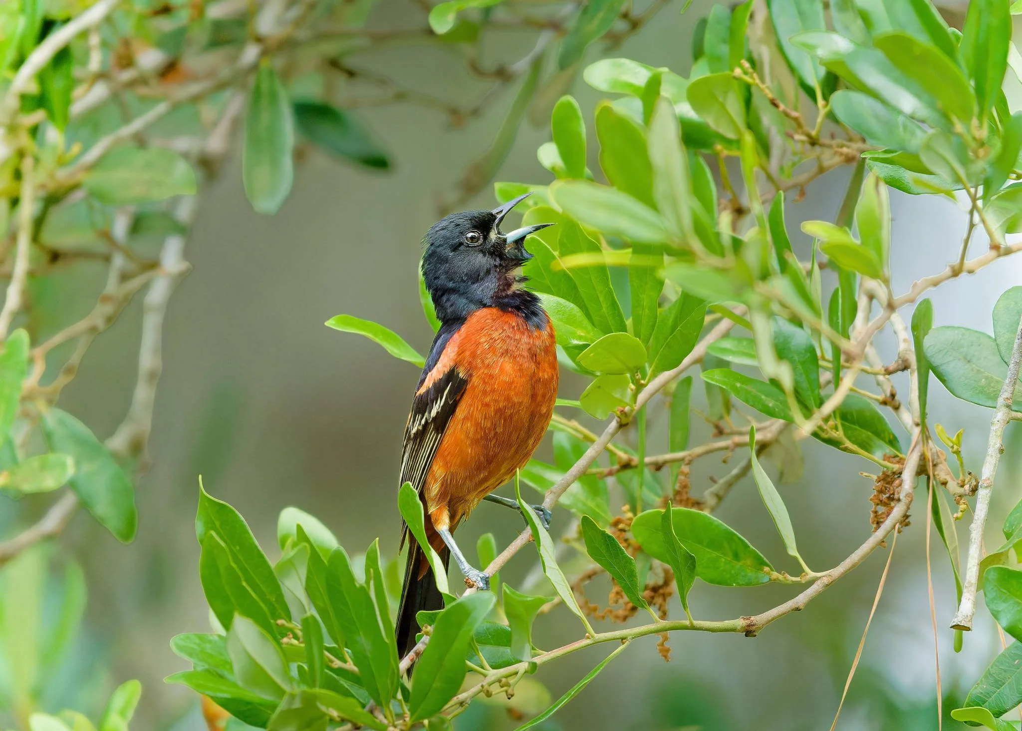 Wildlife Photography Charleston, SC