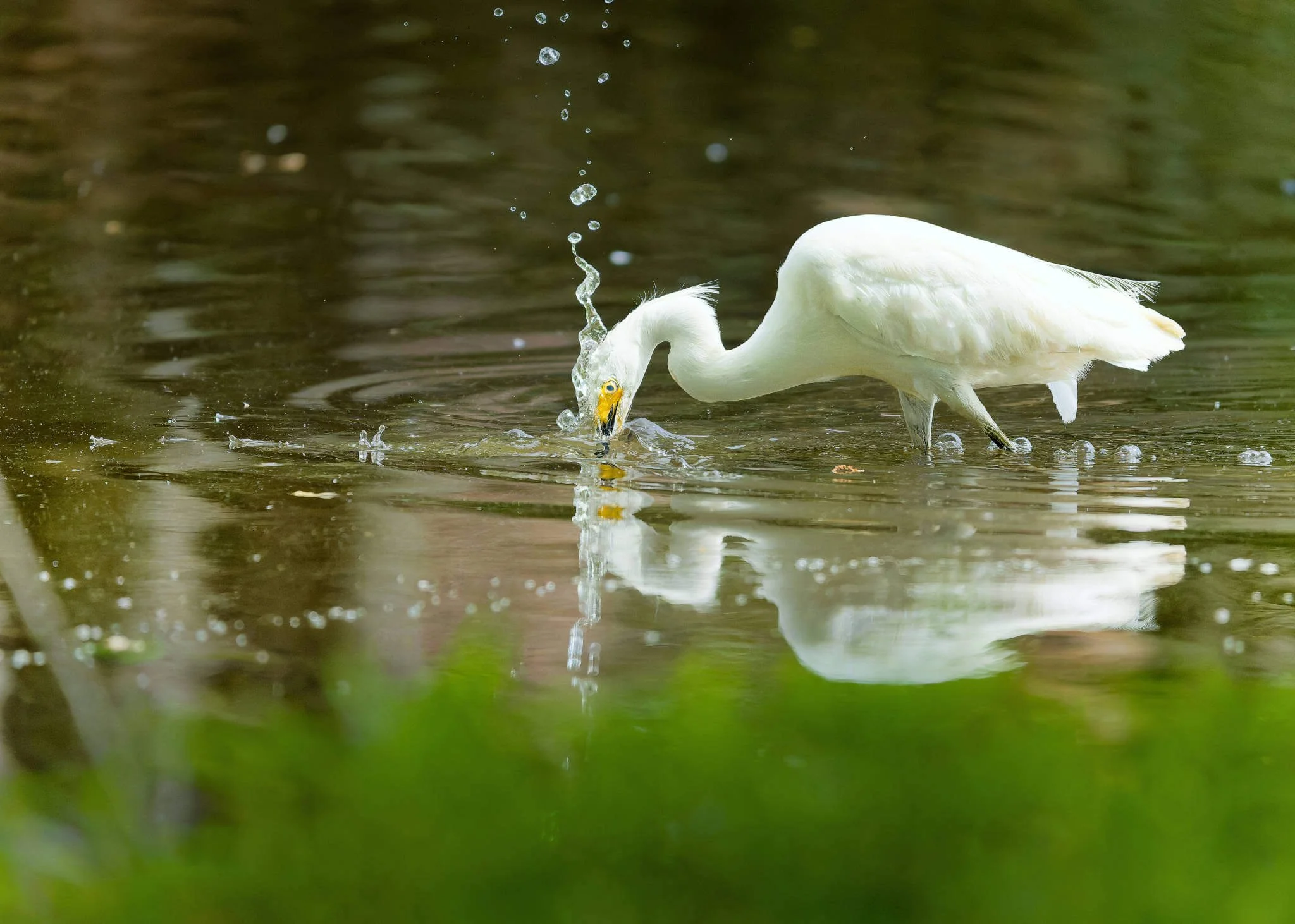 Wildlife Photography Charleston, SC