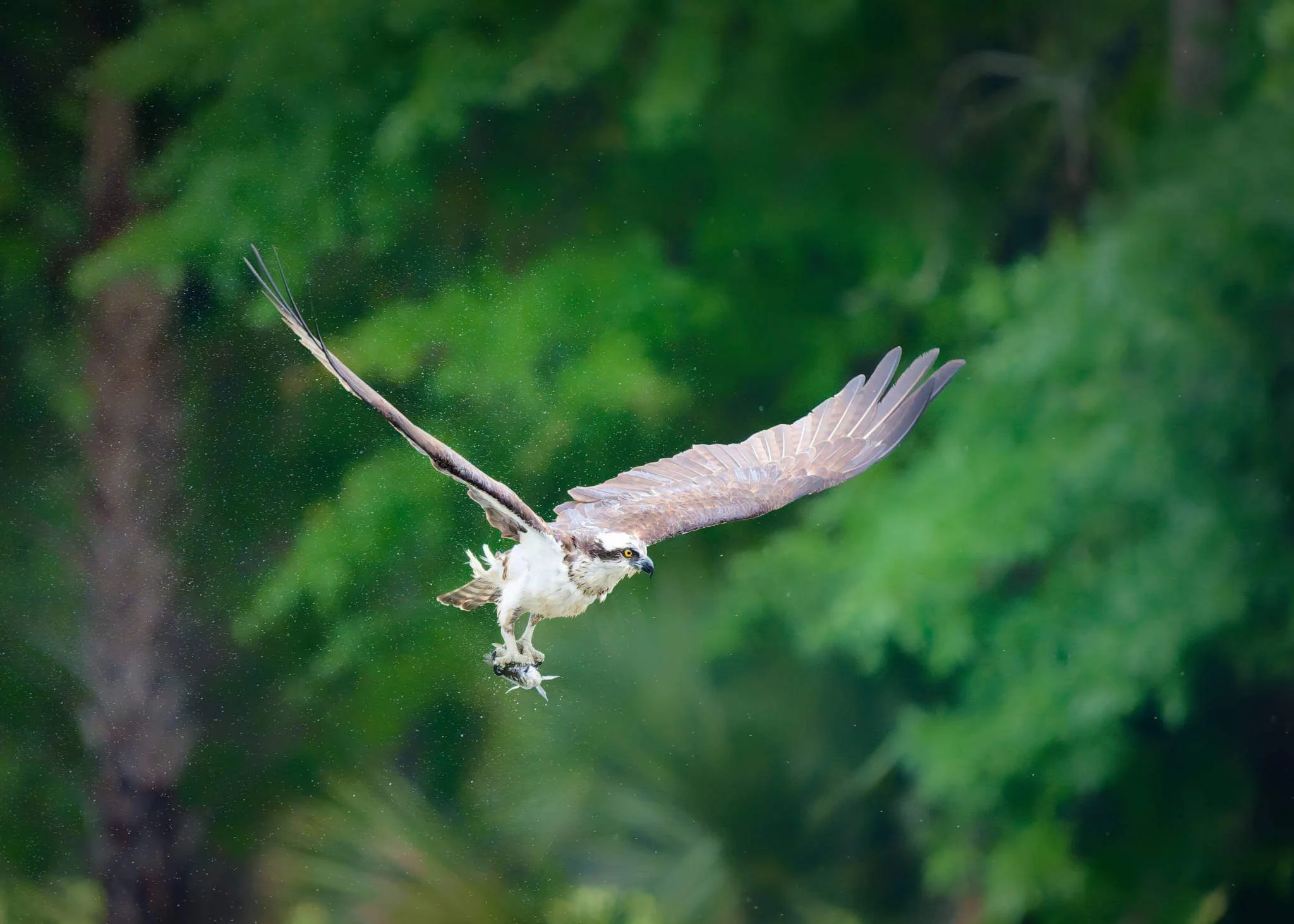 Wildlife Photography Charleston, SC