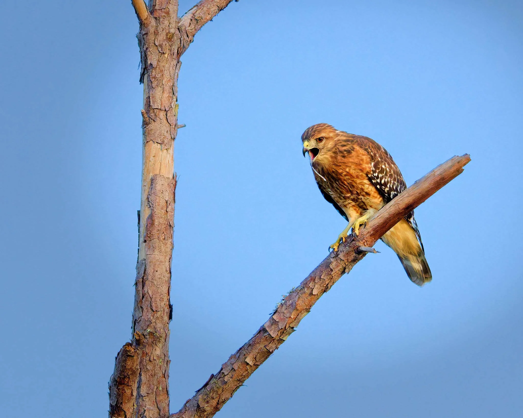 Wildlife Photography Charleston, SC