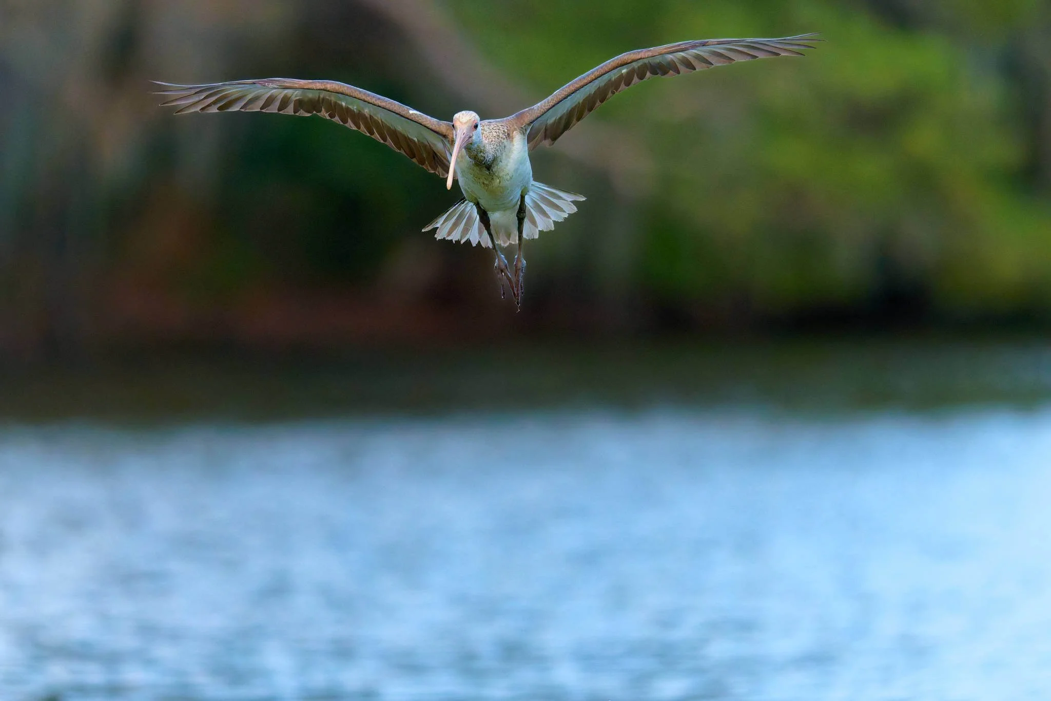 Wildlife Photography Charleston, SC