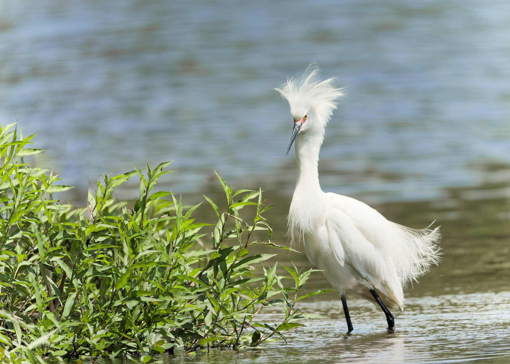 Wildlife Photography Charleston, SC