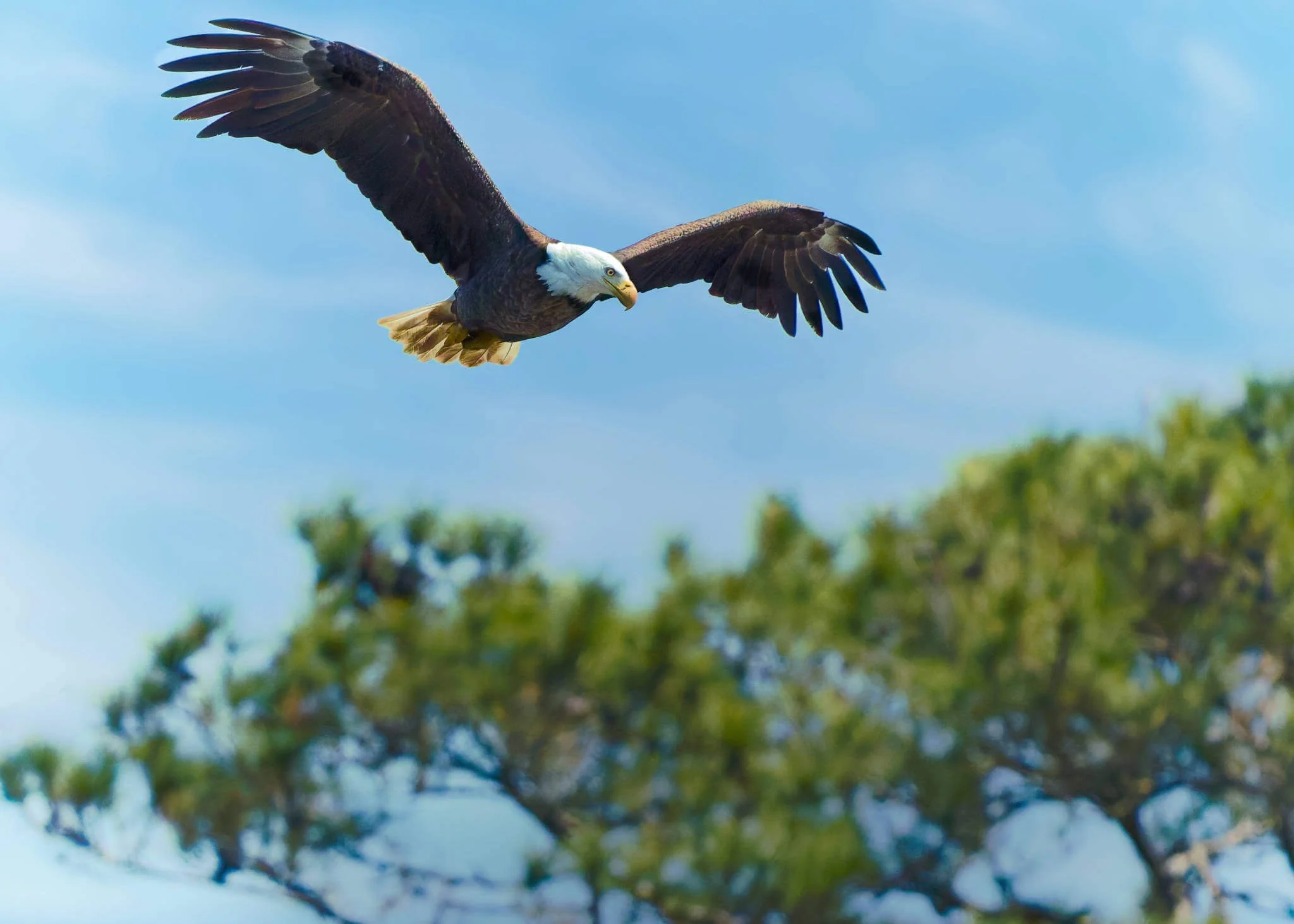 Wildlife Photography Charleston, SC