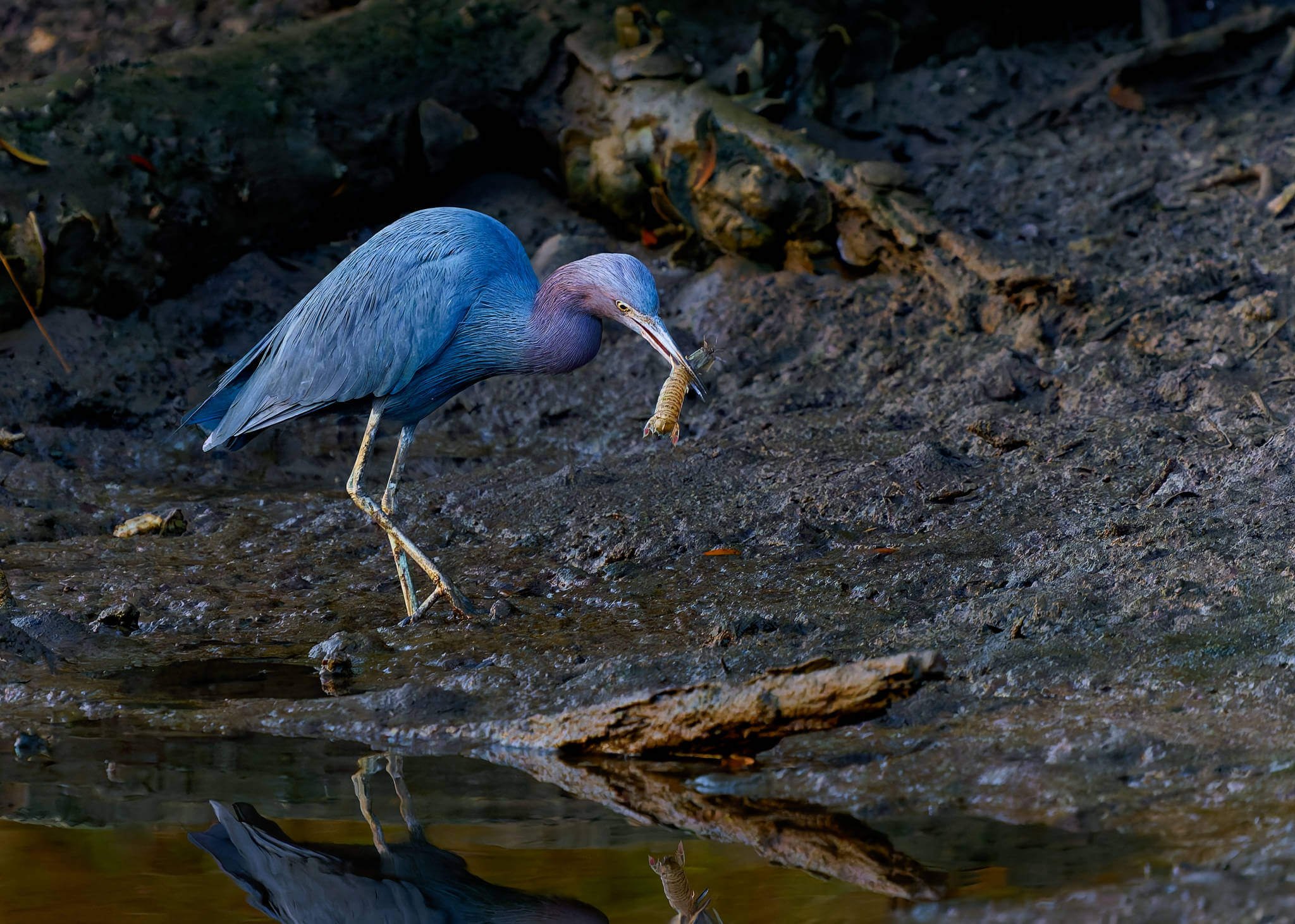 Wildlife Photography Charleston, SC