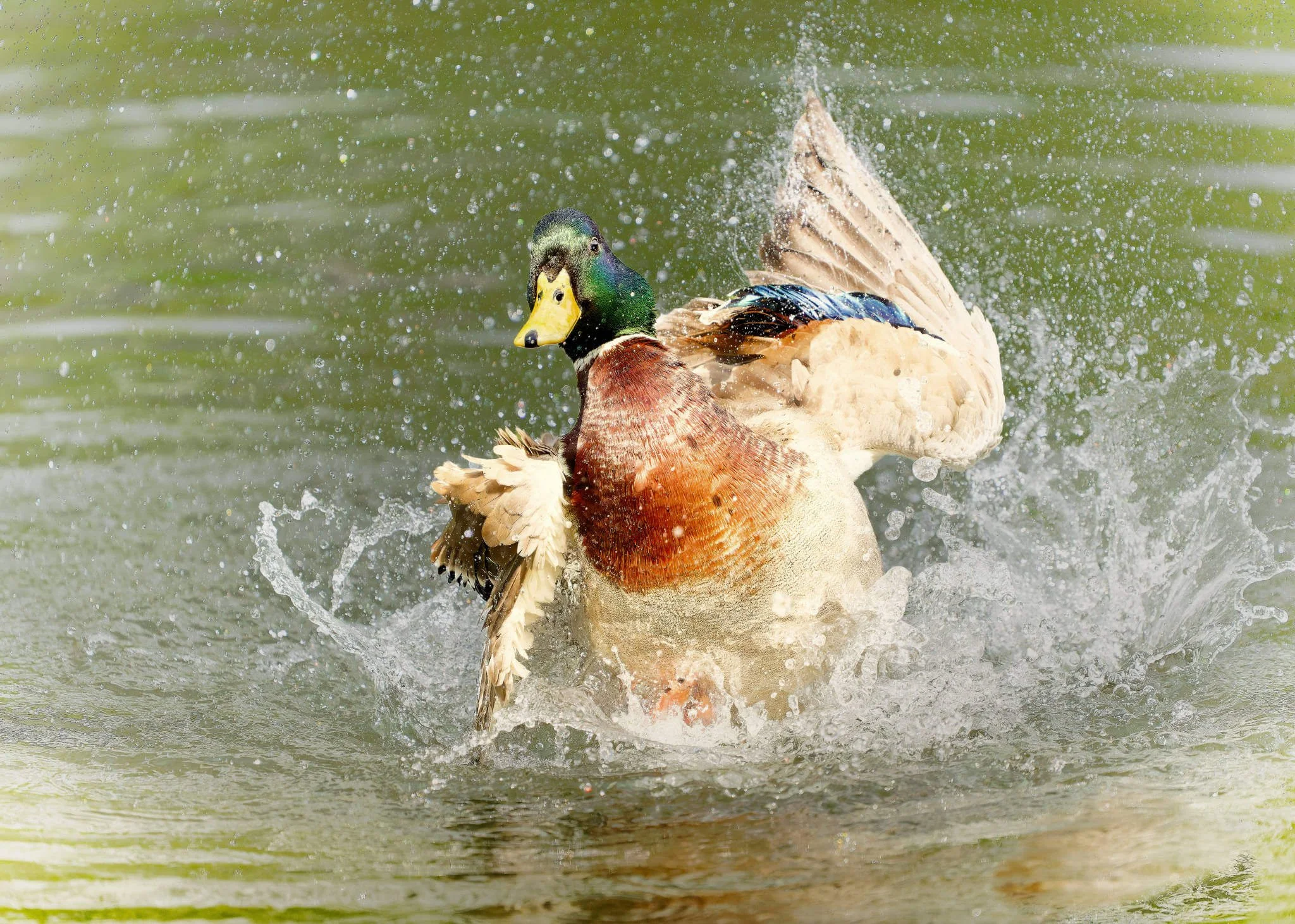 Wildlife Photography Charleston, SC