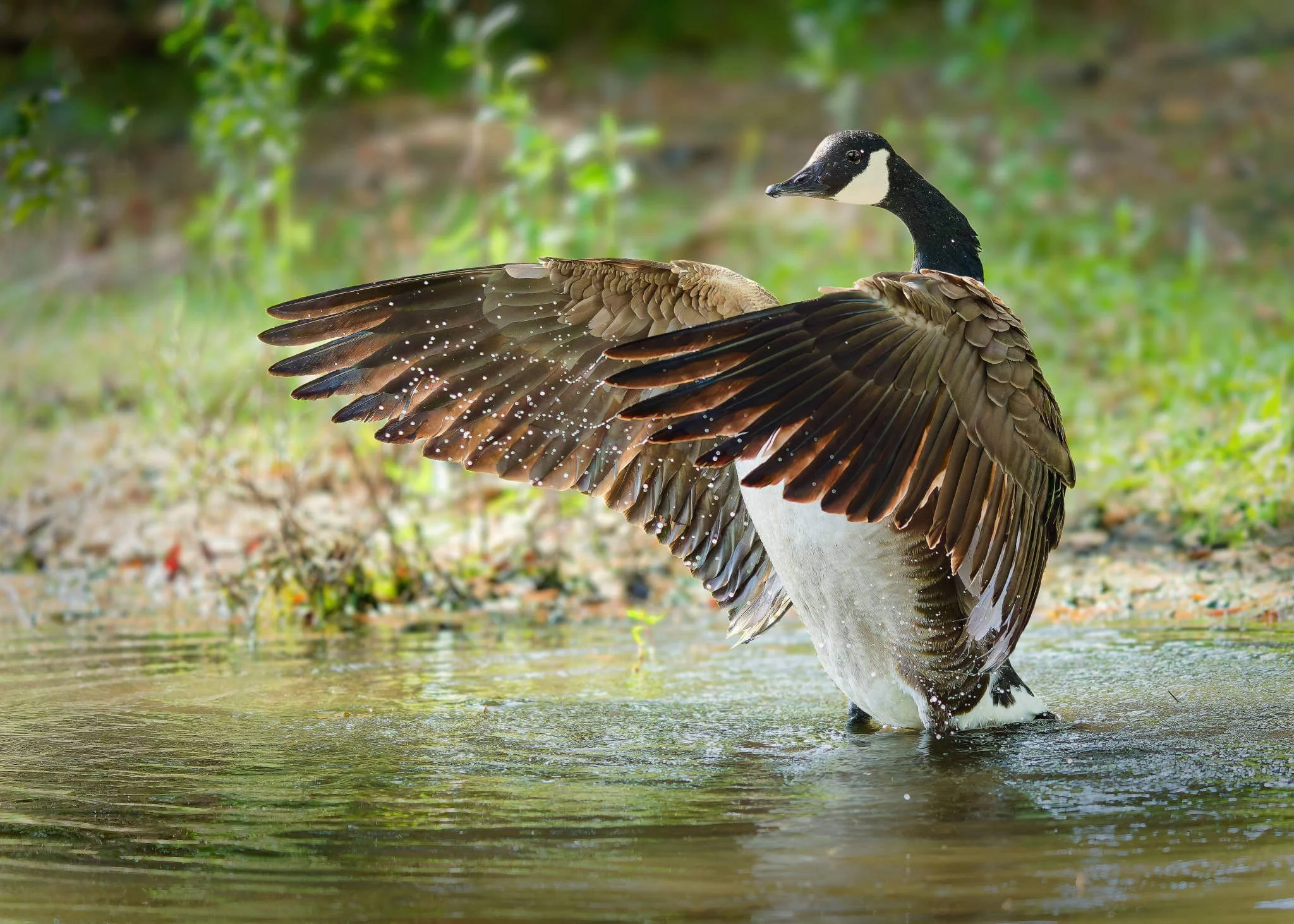 Wildlife Photography Tips