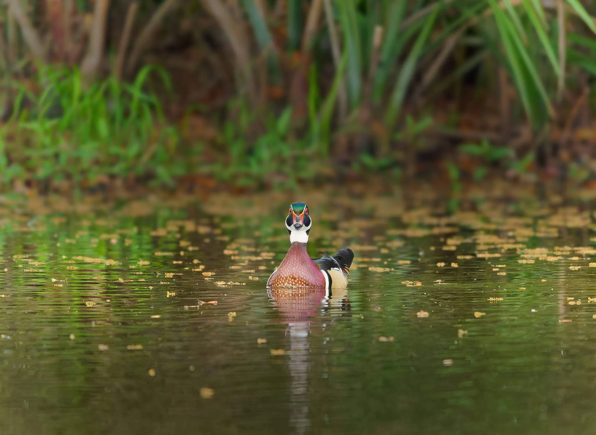 Wildlife Photography Charleston, SC
