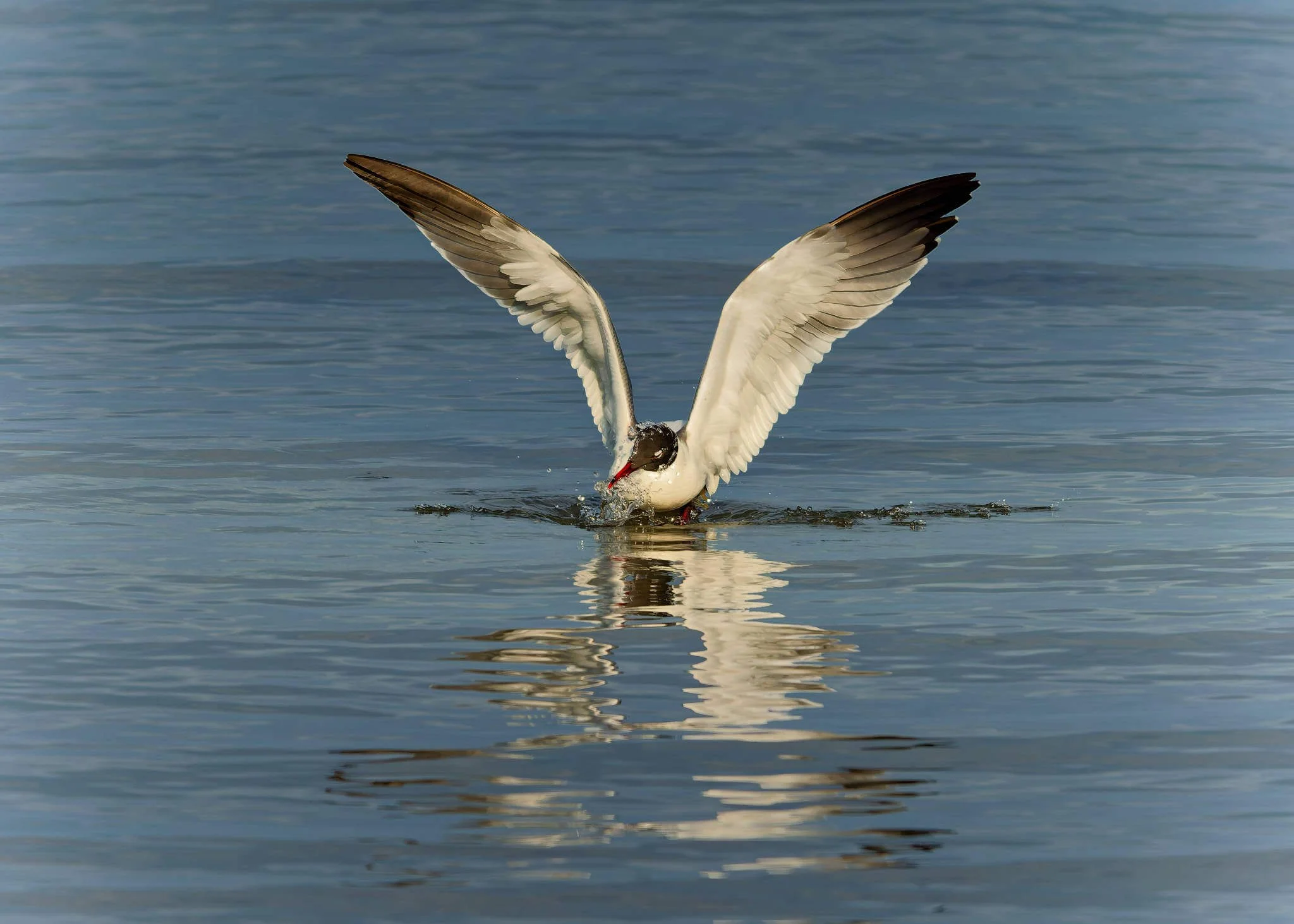 Wildlife Photography Charleston, SC