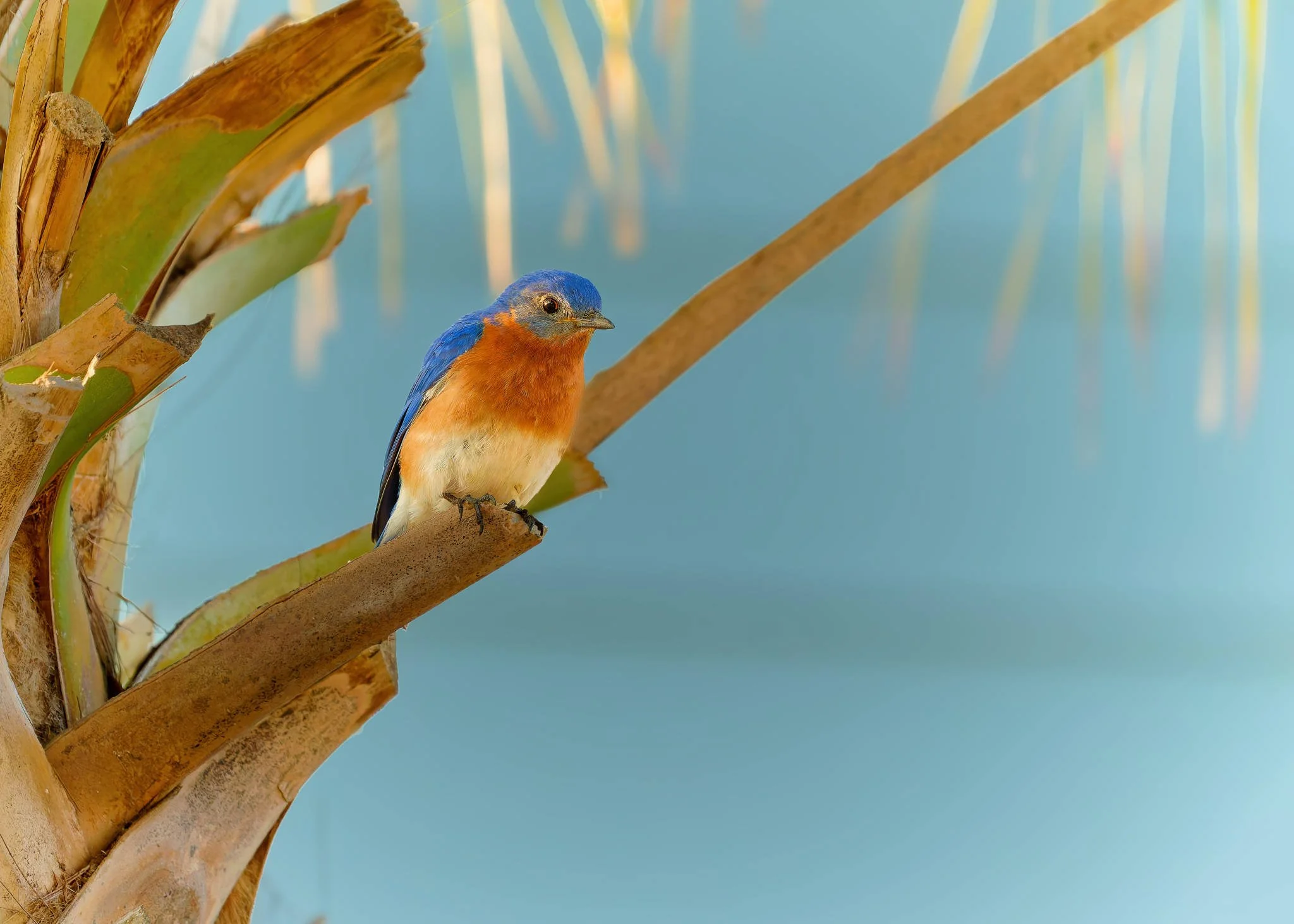 Wildlife Photography Charleston, SC