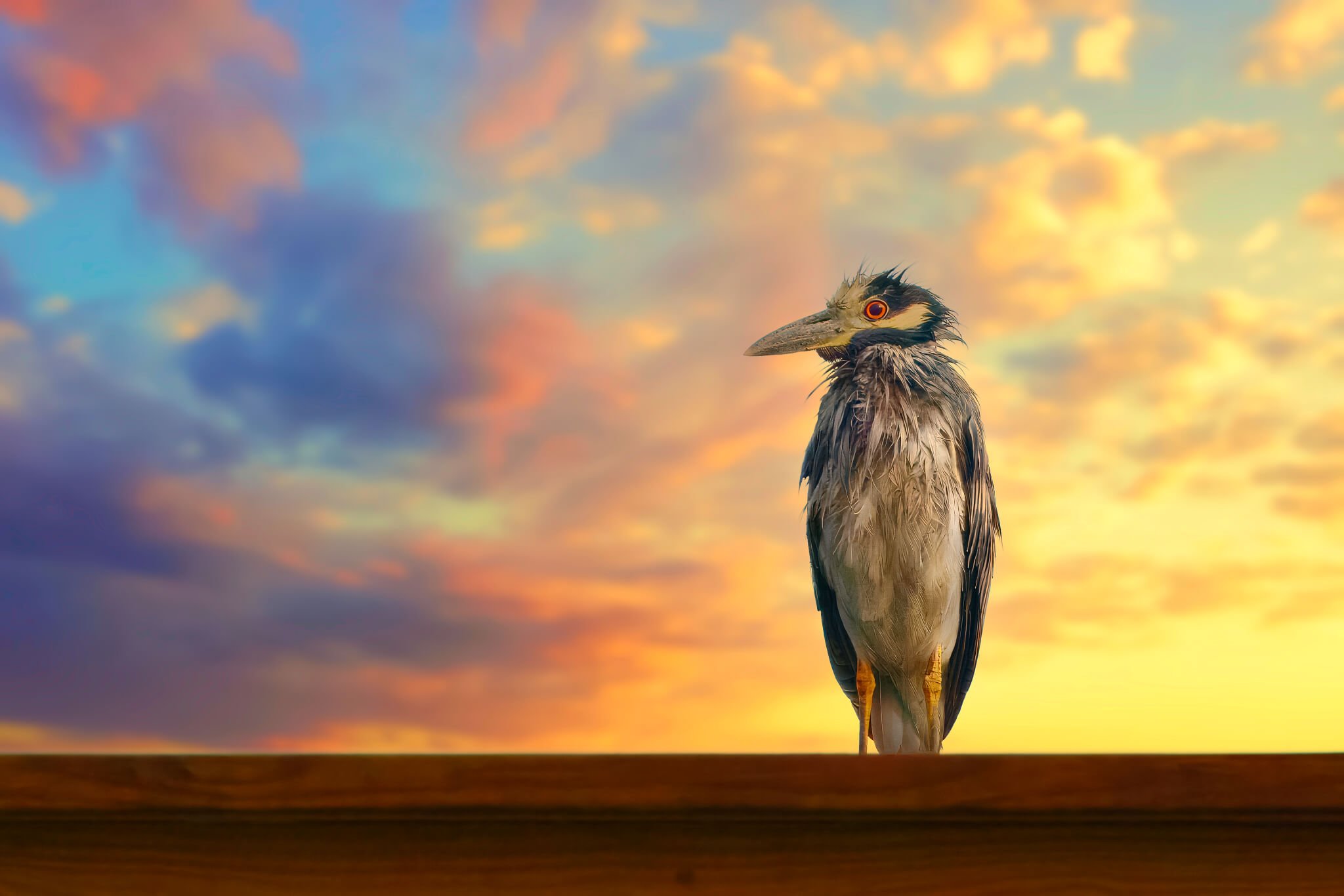 lrc-wildlife-1_DxO.jpg