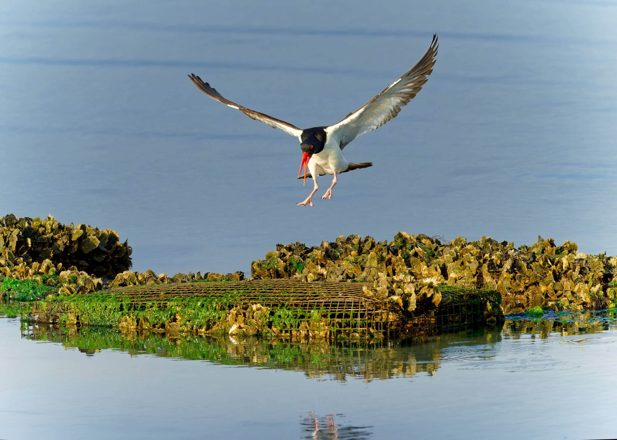 Wildlife Photography Charleston, SC