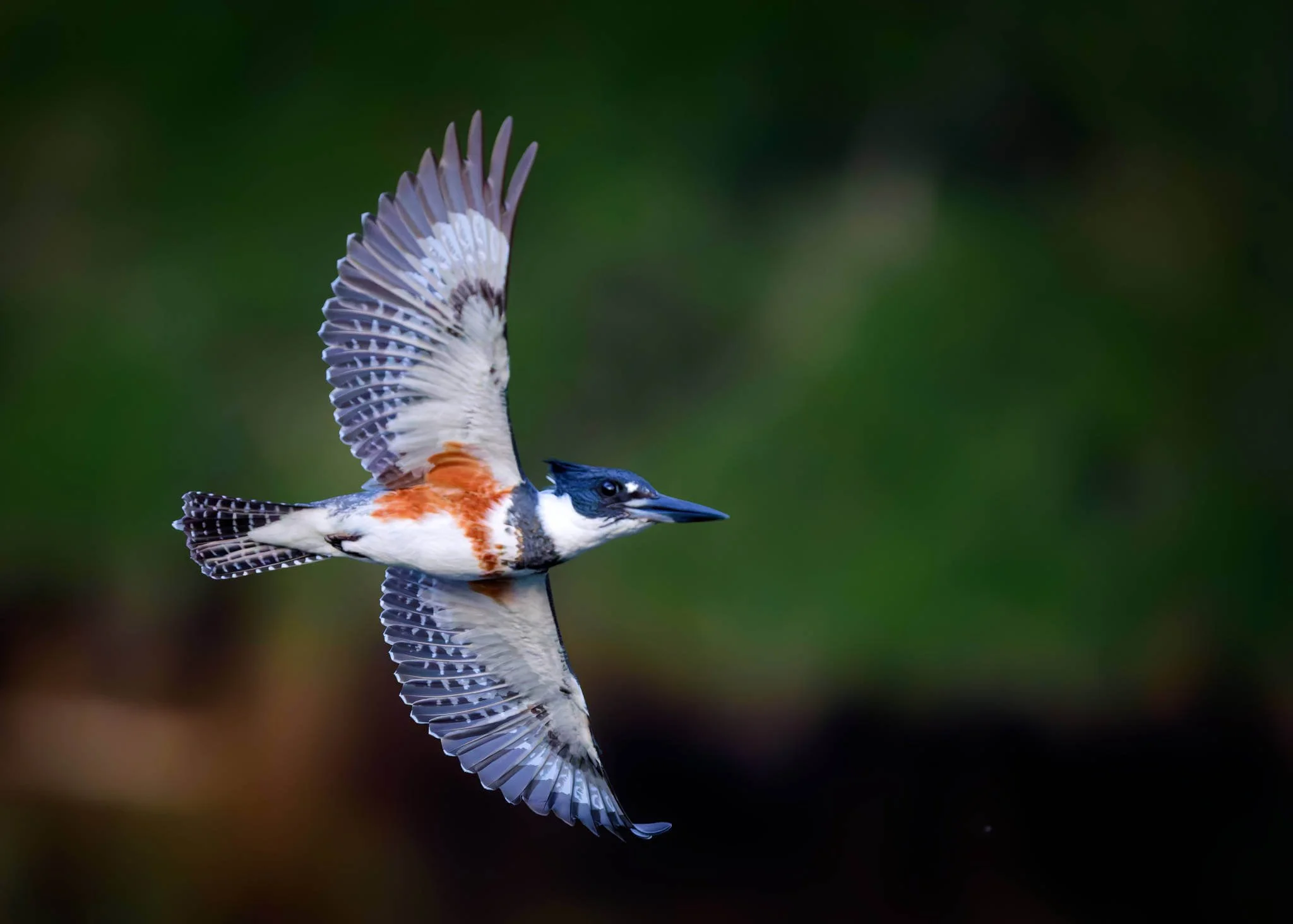 Wildlife Photography Charleston, SC