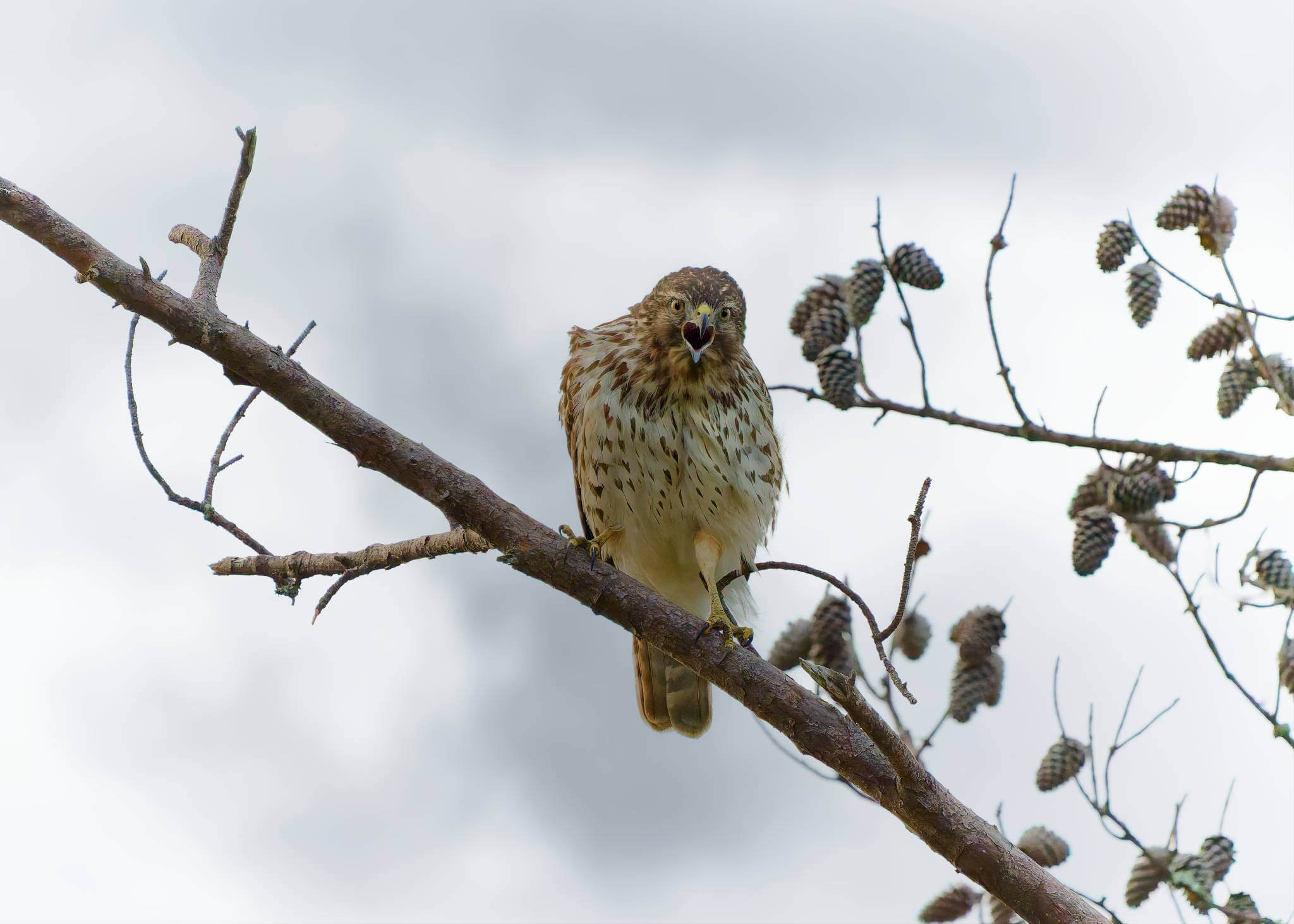 Wildlife Photography Charleston, SC