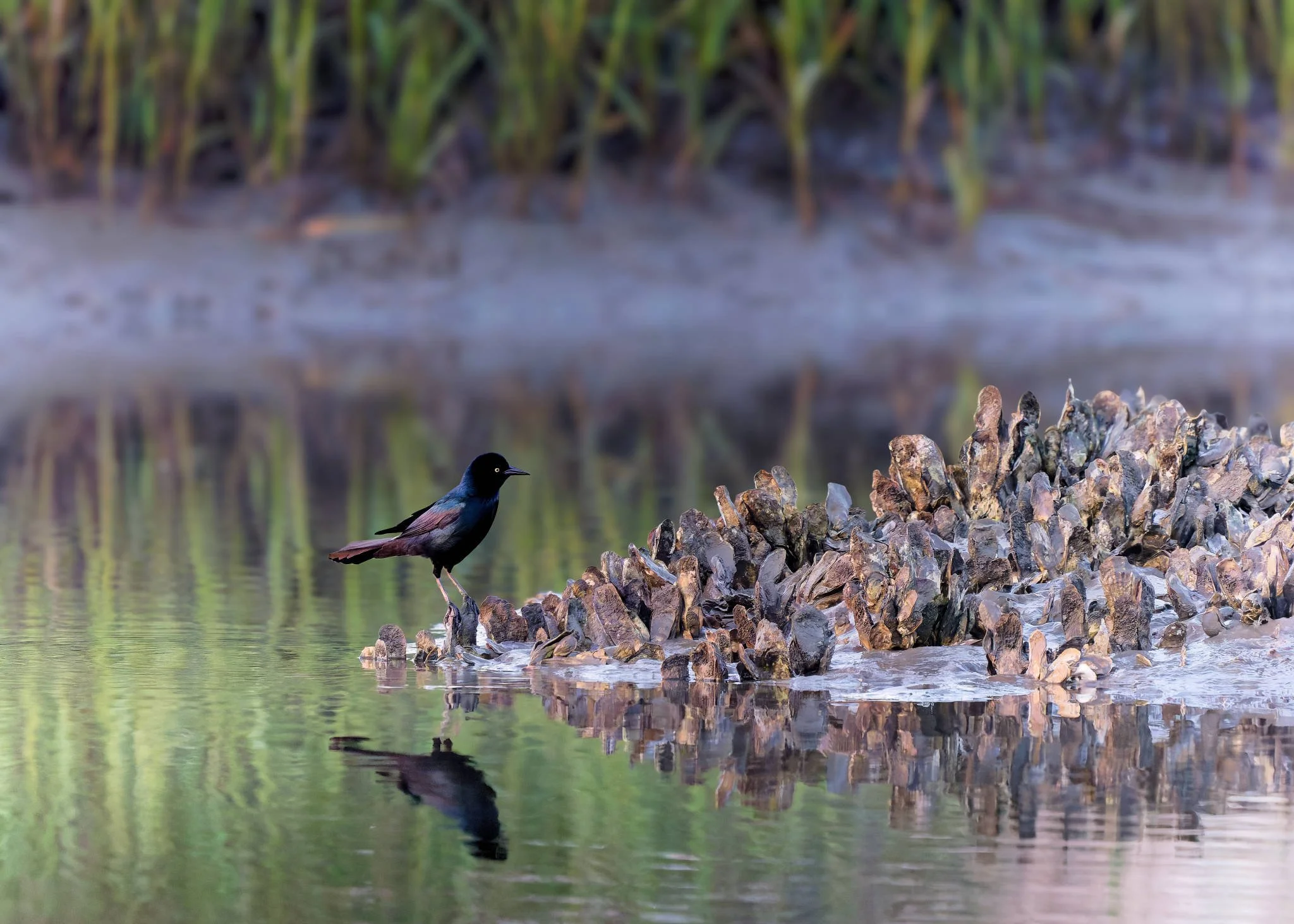 Wildlife Photography Charleston, SC
