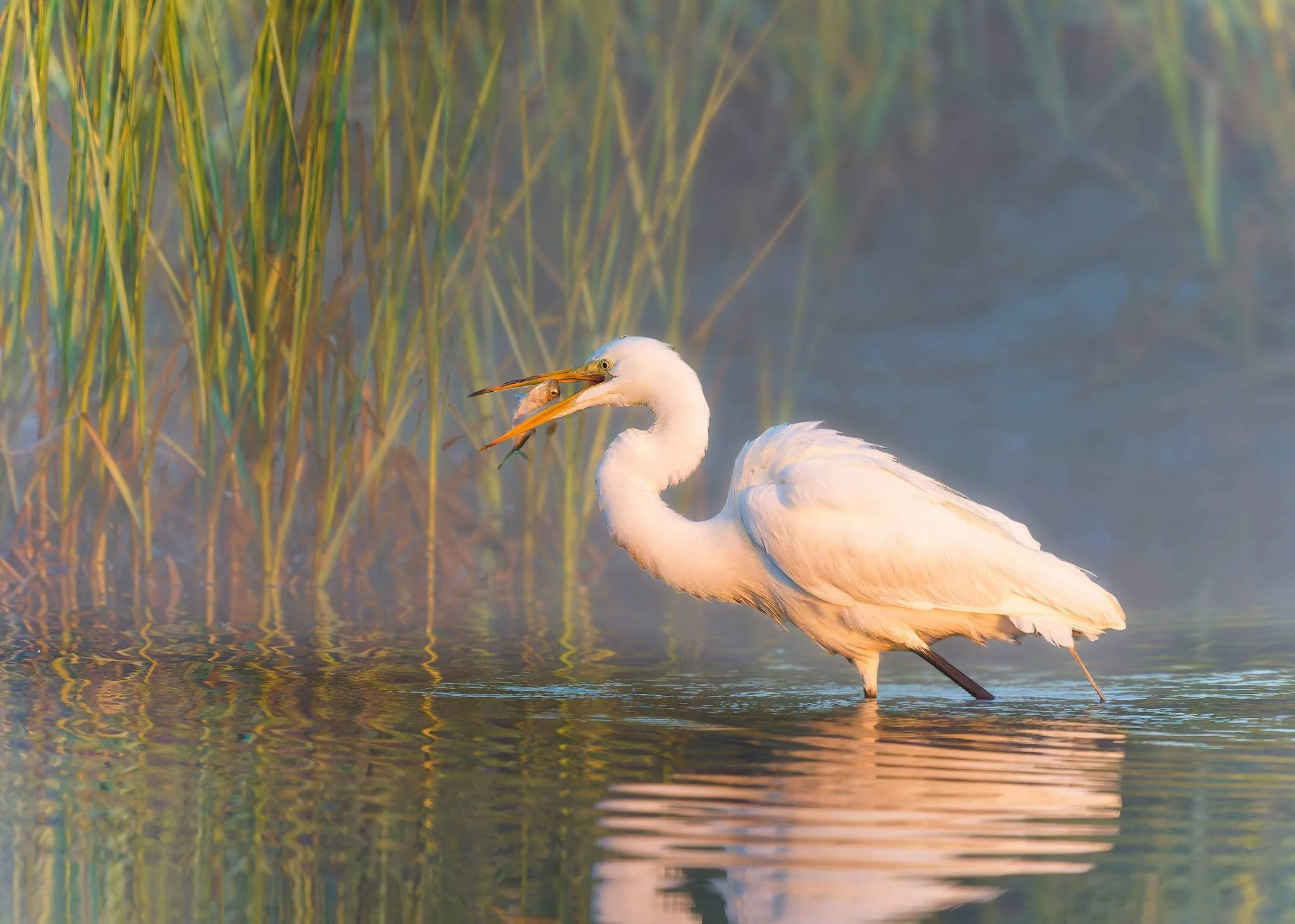 Wildlife Photography Charleston, SC