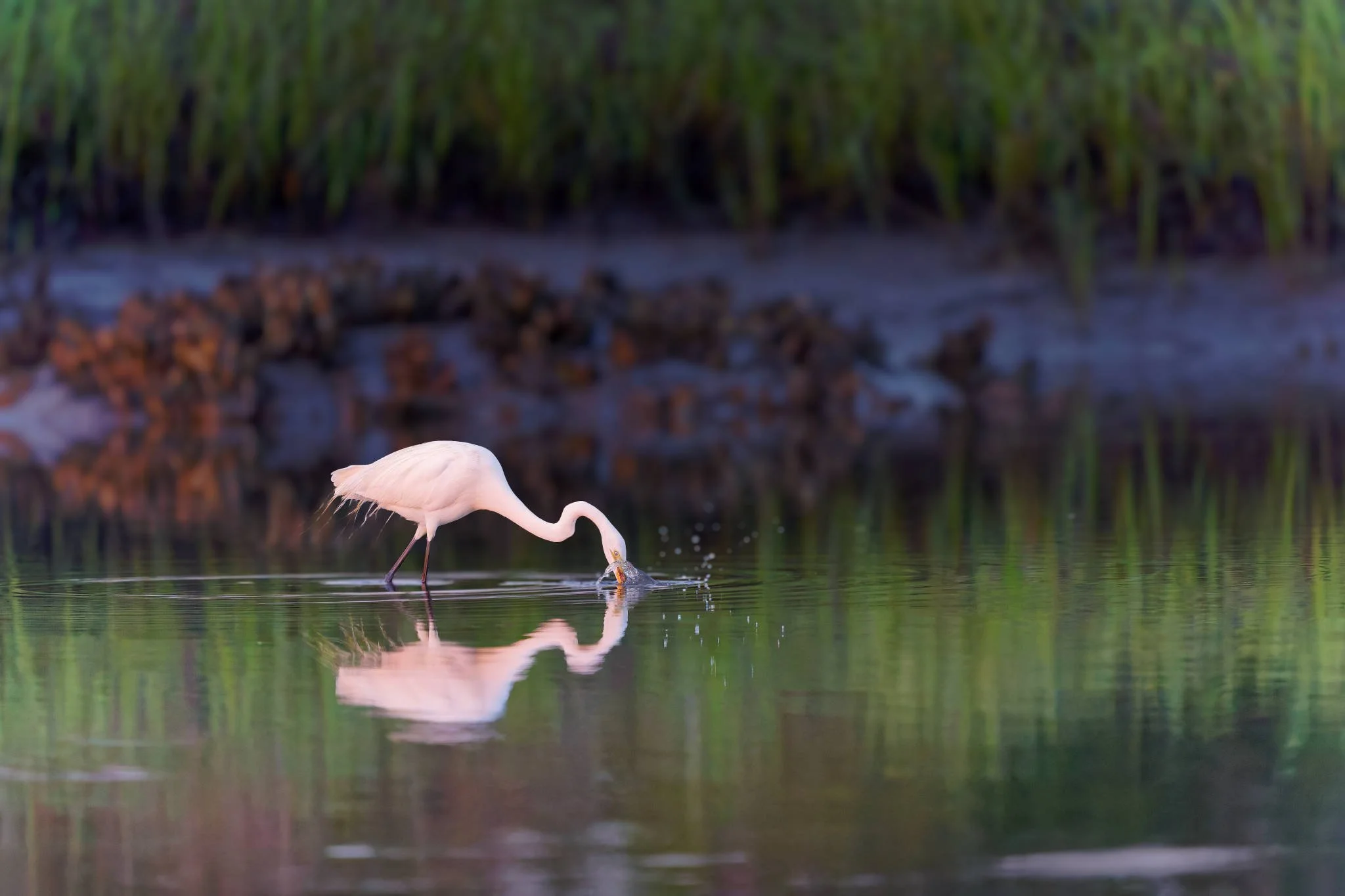 Wildlife Photography Charleston, SC