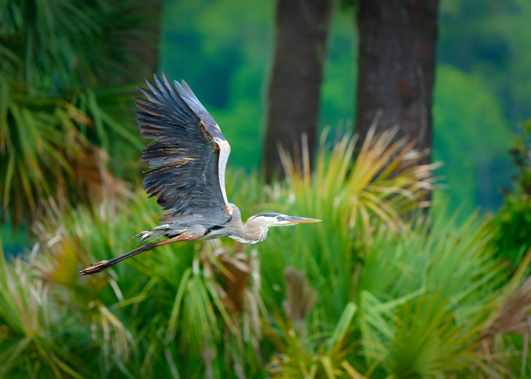 Wildlife Photography Charleston, SC