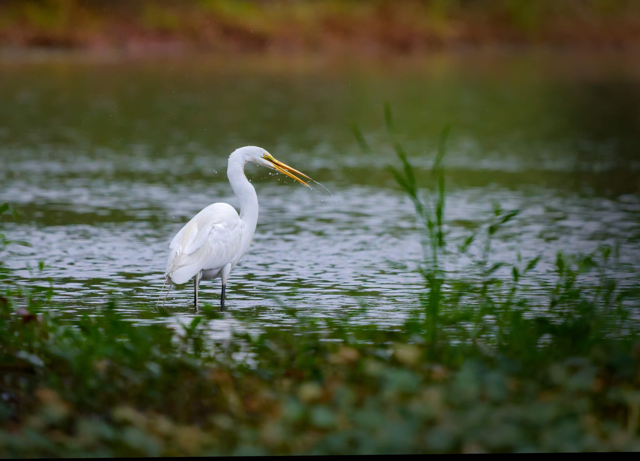 Wildlife Photography Charleston, SC